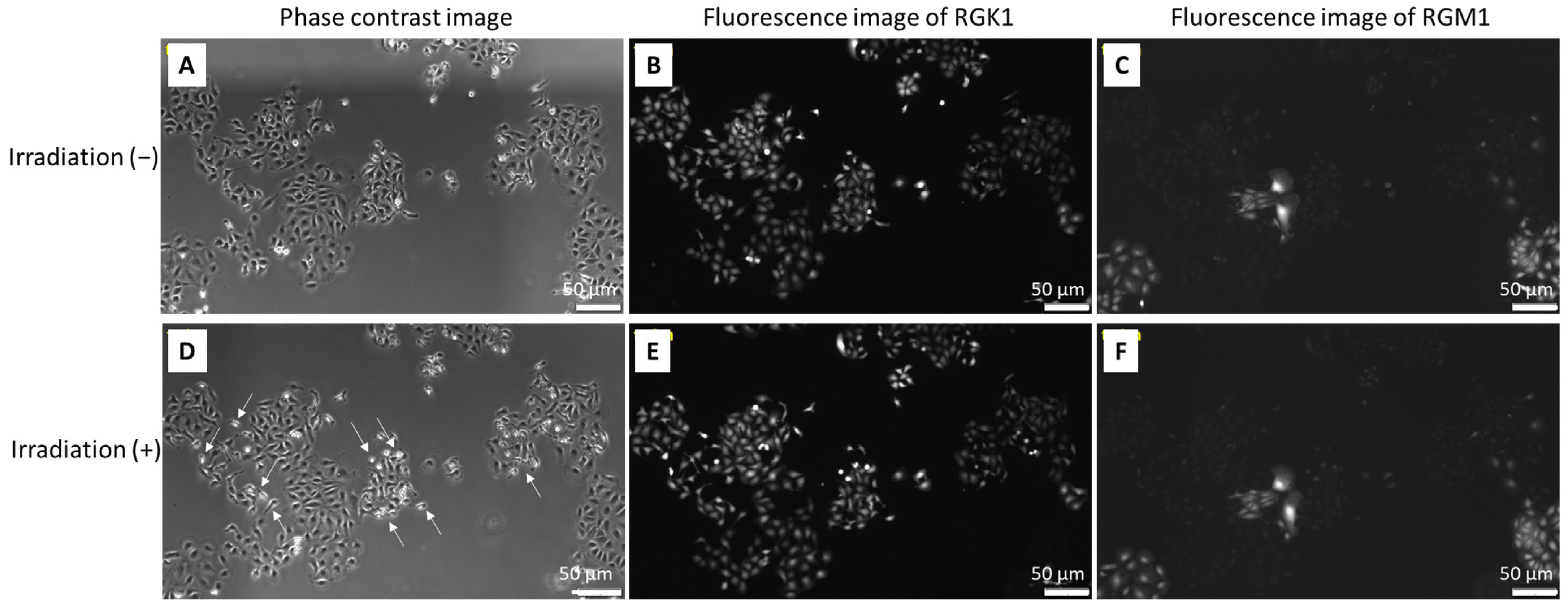 Molecules 27 01238 g004