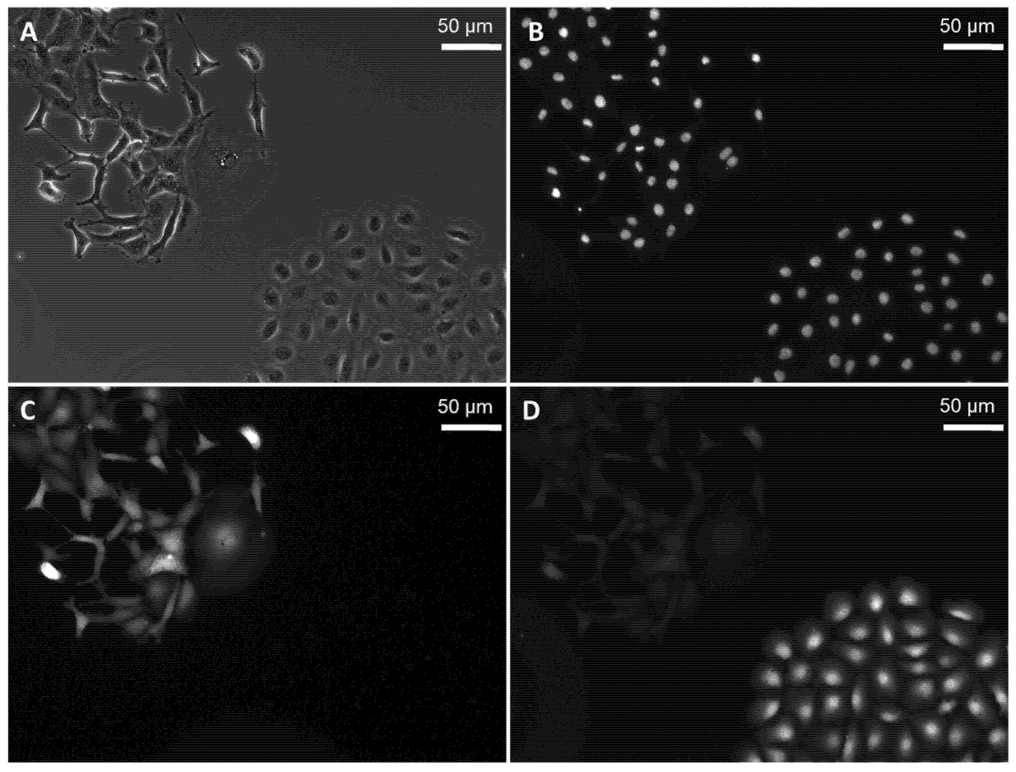 Molecules 27 01238 g005