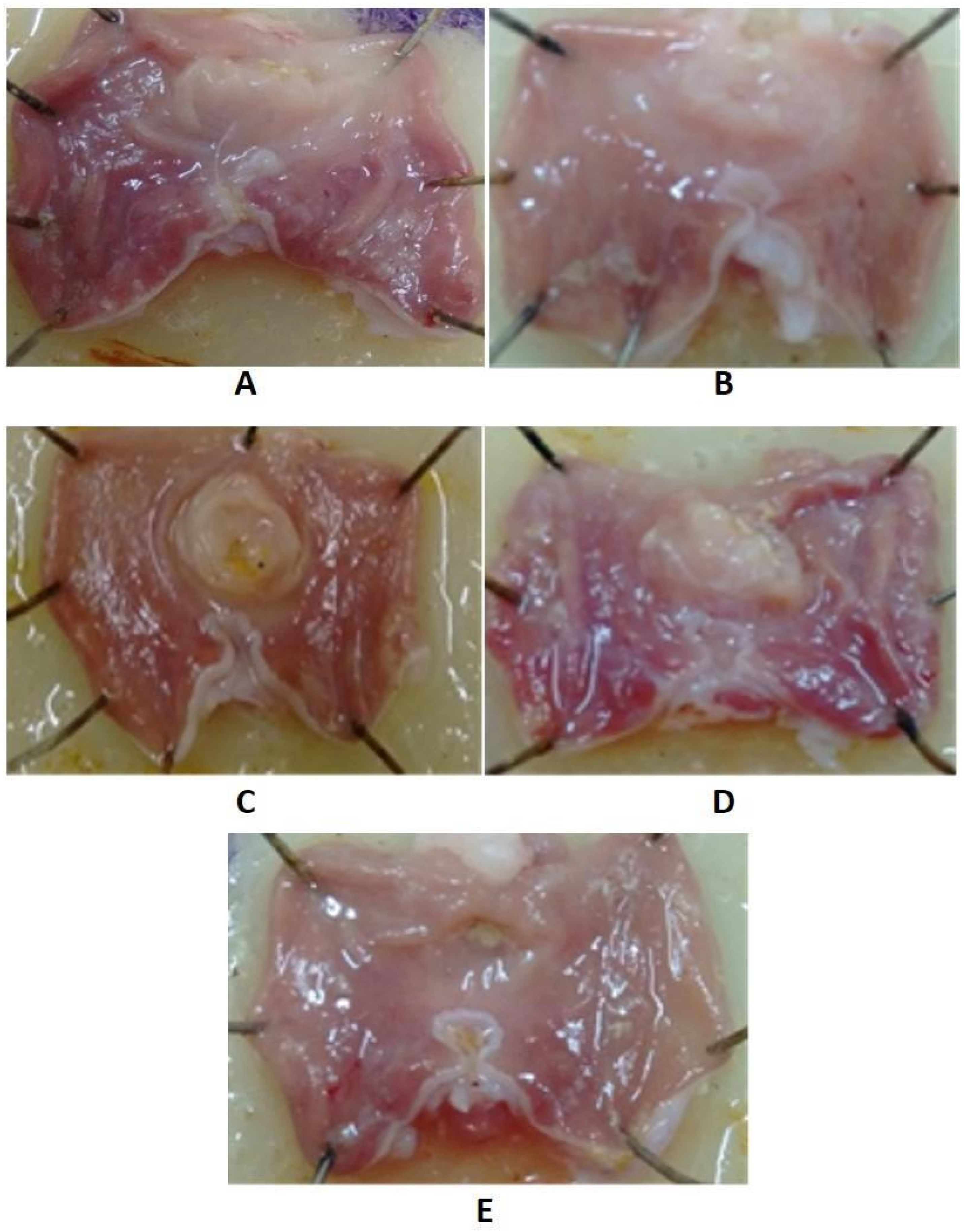 Molecules 27 01262 g004