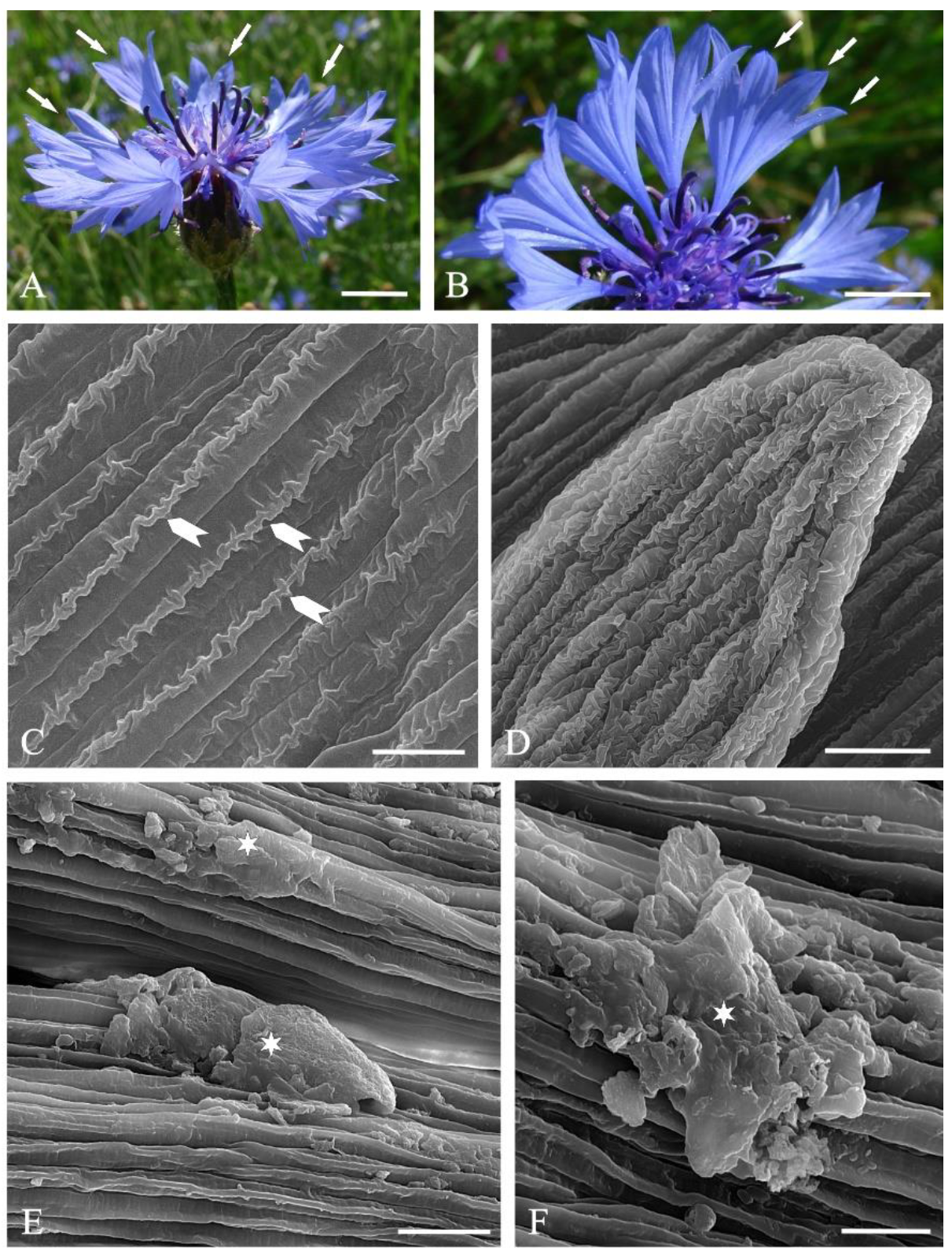 Molecules 27 01371 g001