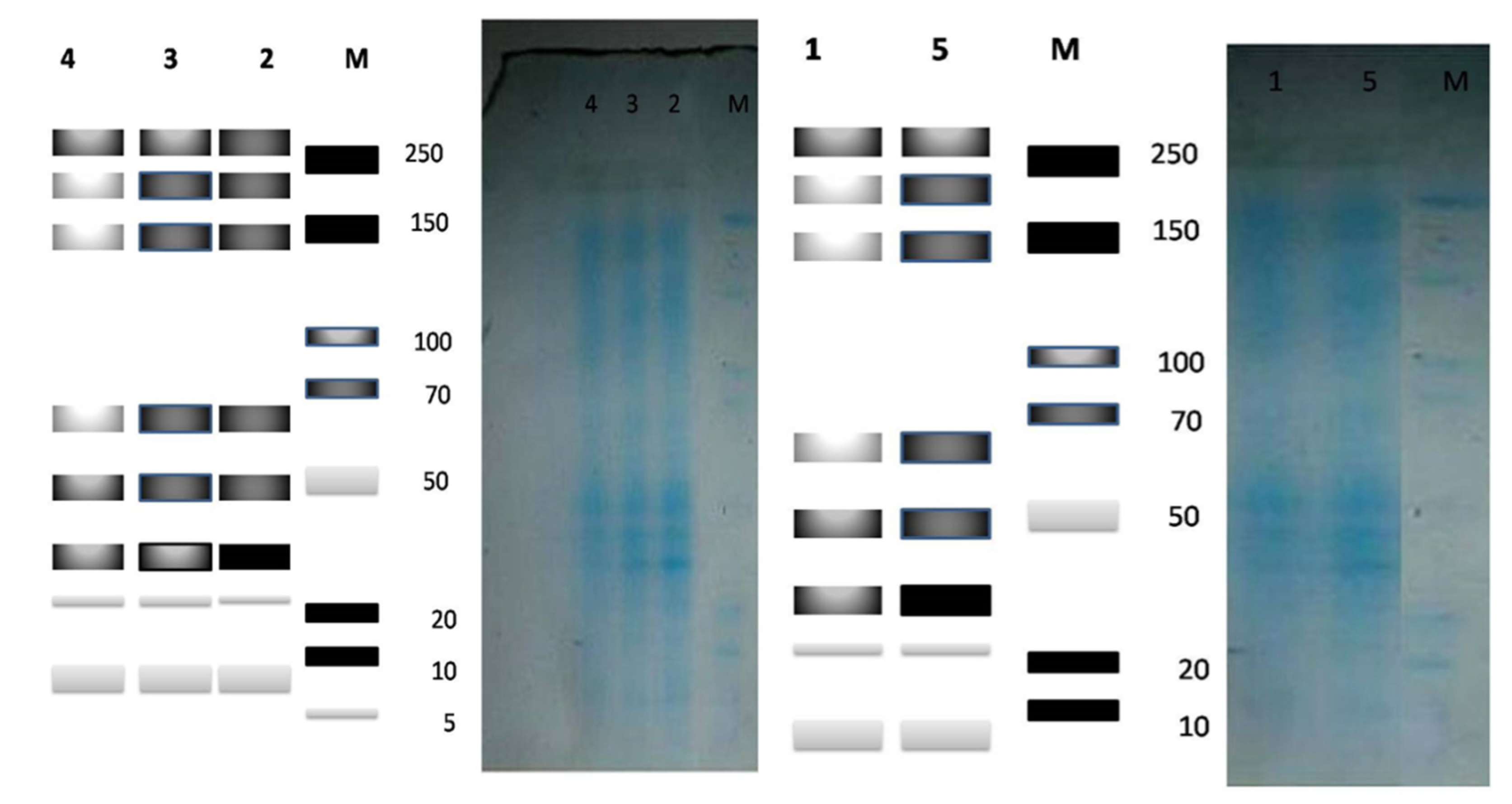 Molecules 27 01394 g012