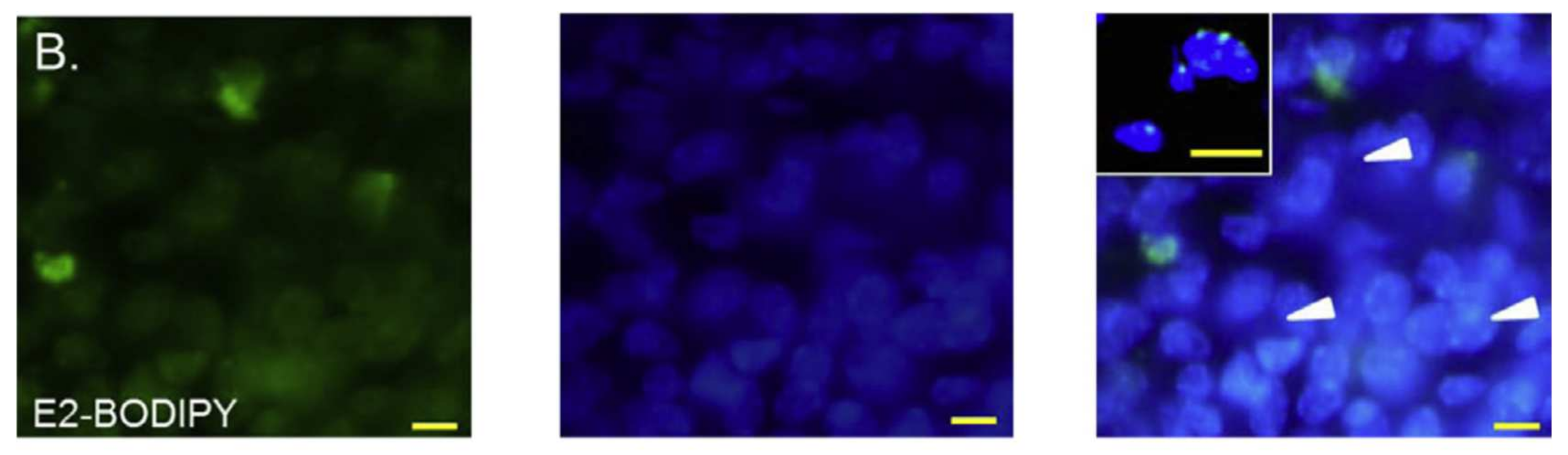 Molecules 27 01396 g015