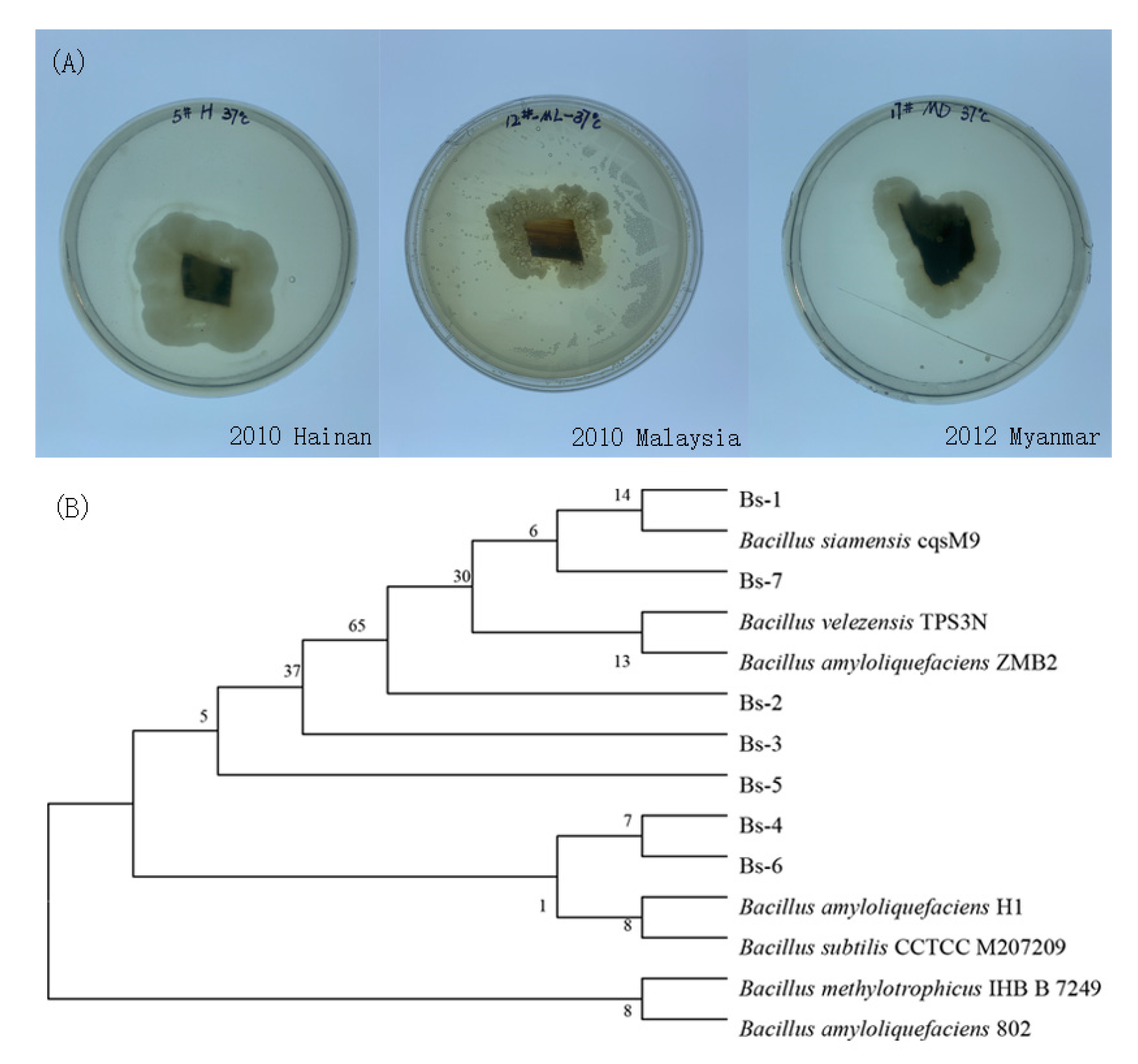 Molecules 27 01428 g001