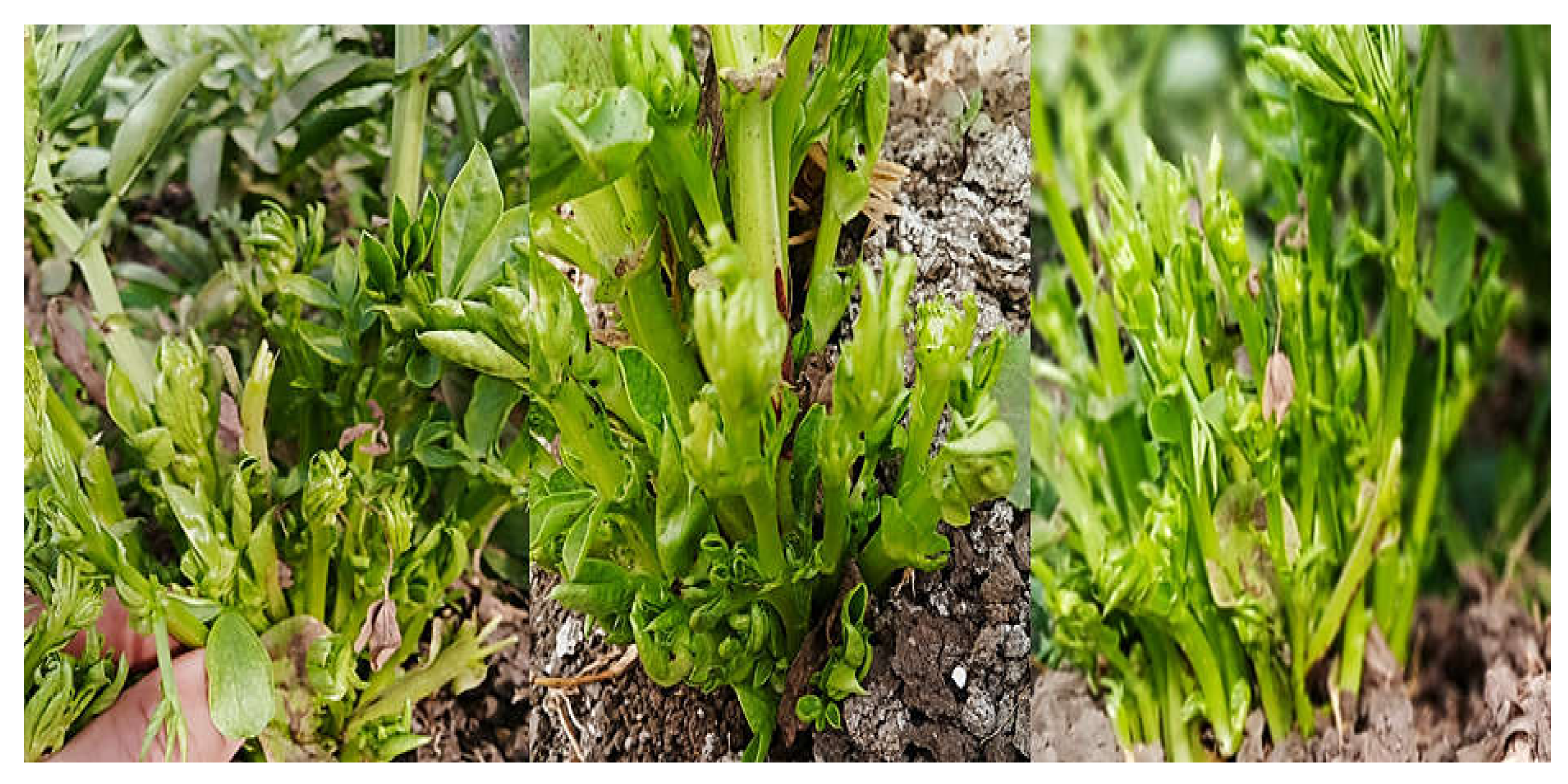 Molecules 27 01467 g001 Molecules 27 01467 g001