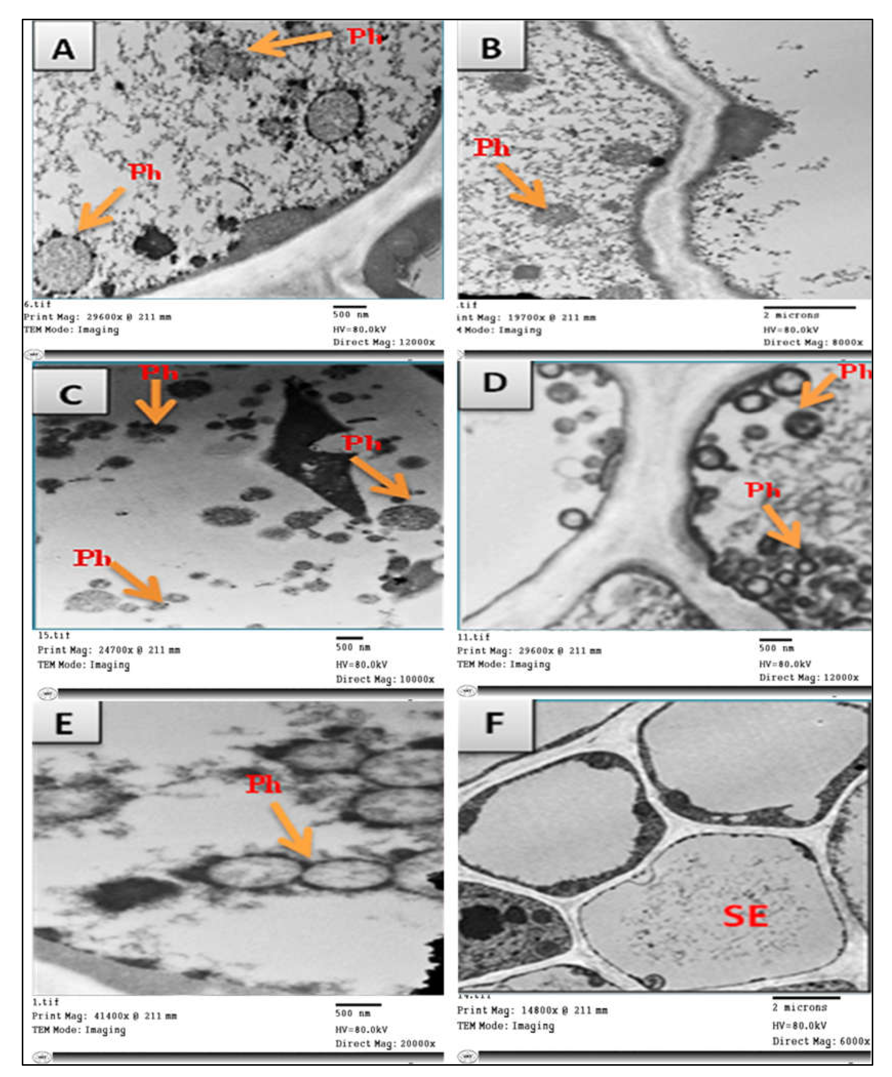 Molecules 27 01467 g005 Molecules 27 01467 g005