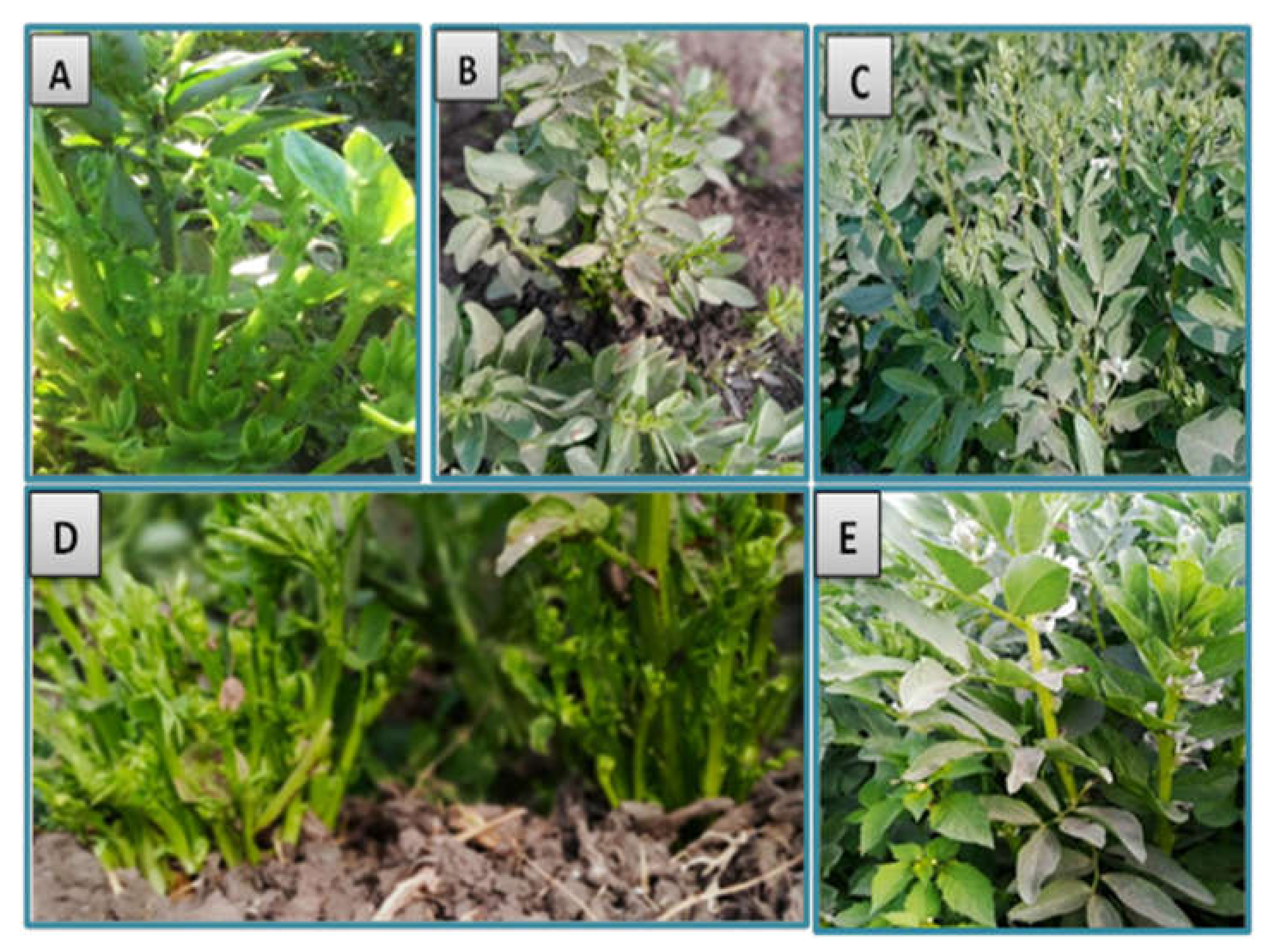 Molecules 27 01467 g006 Molecules 27 01467 g006