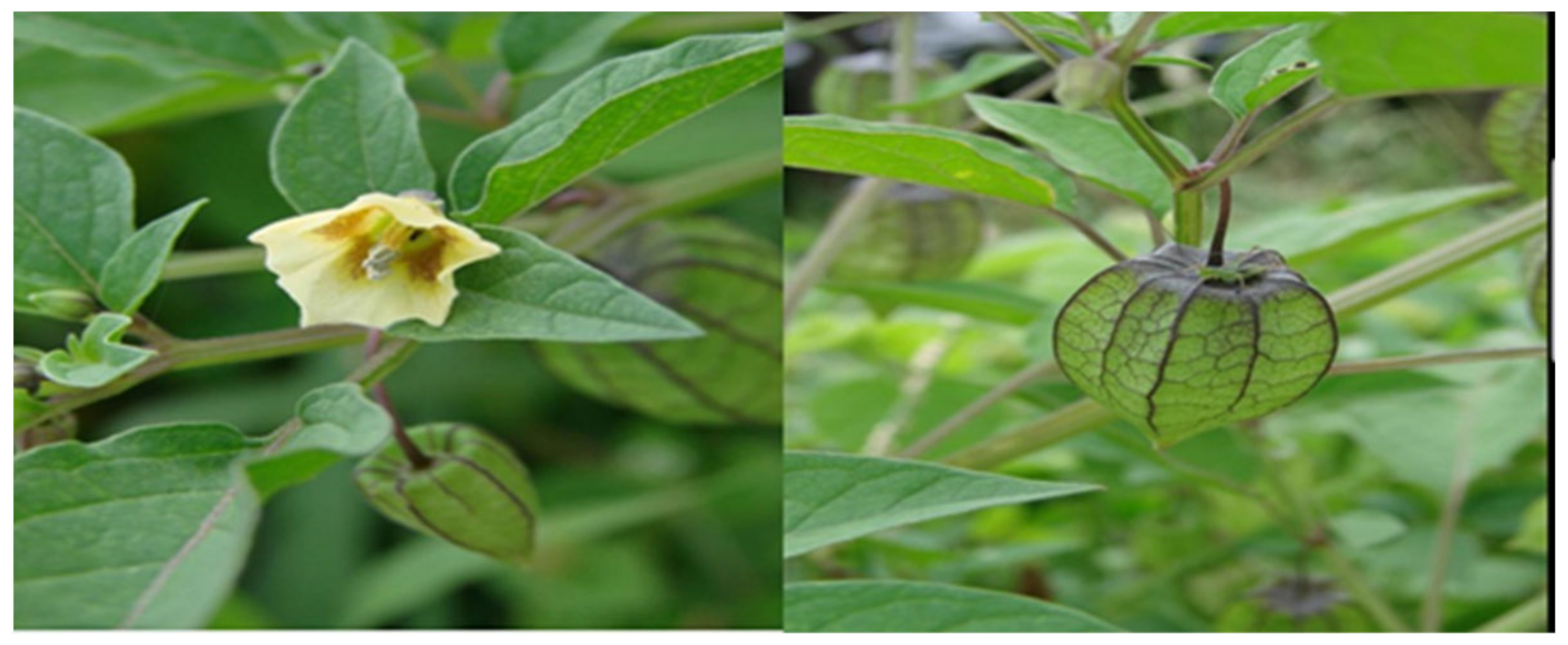 Molecules 27 01480 g001