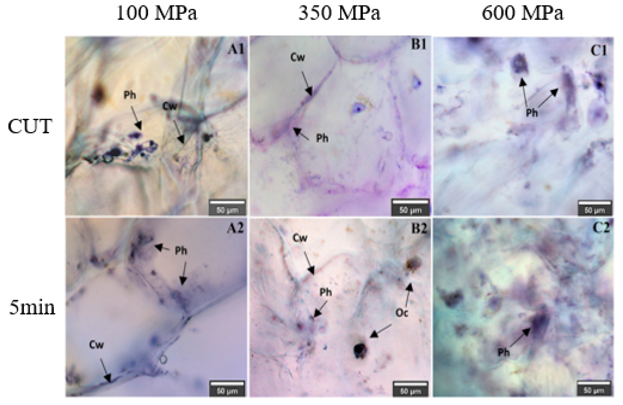 Molecules 27 01502 g006 Molecules 27 01502 g006