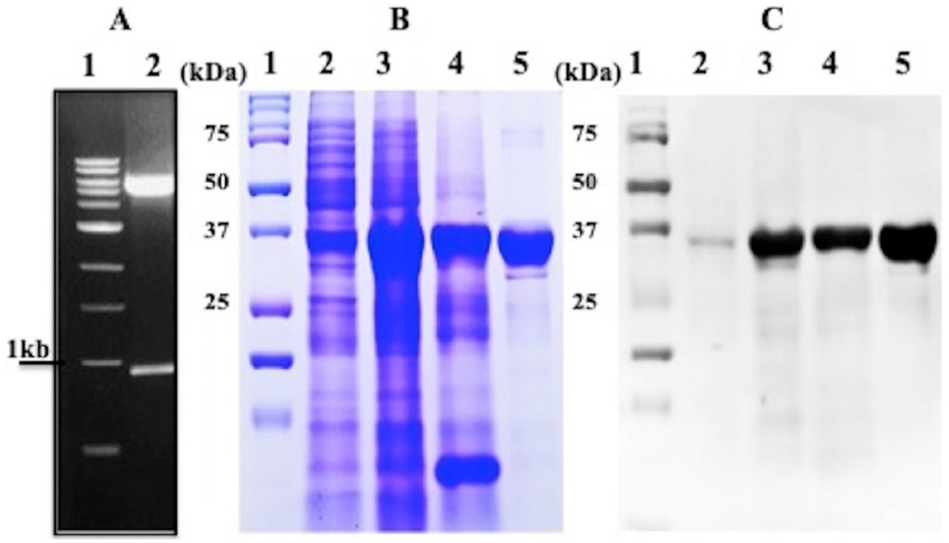 Molecules 27 01505 g001