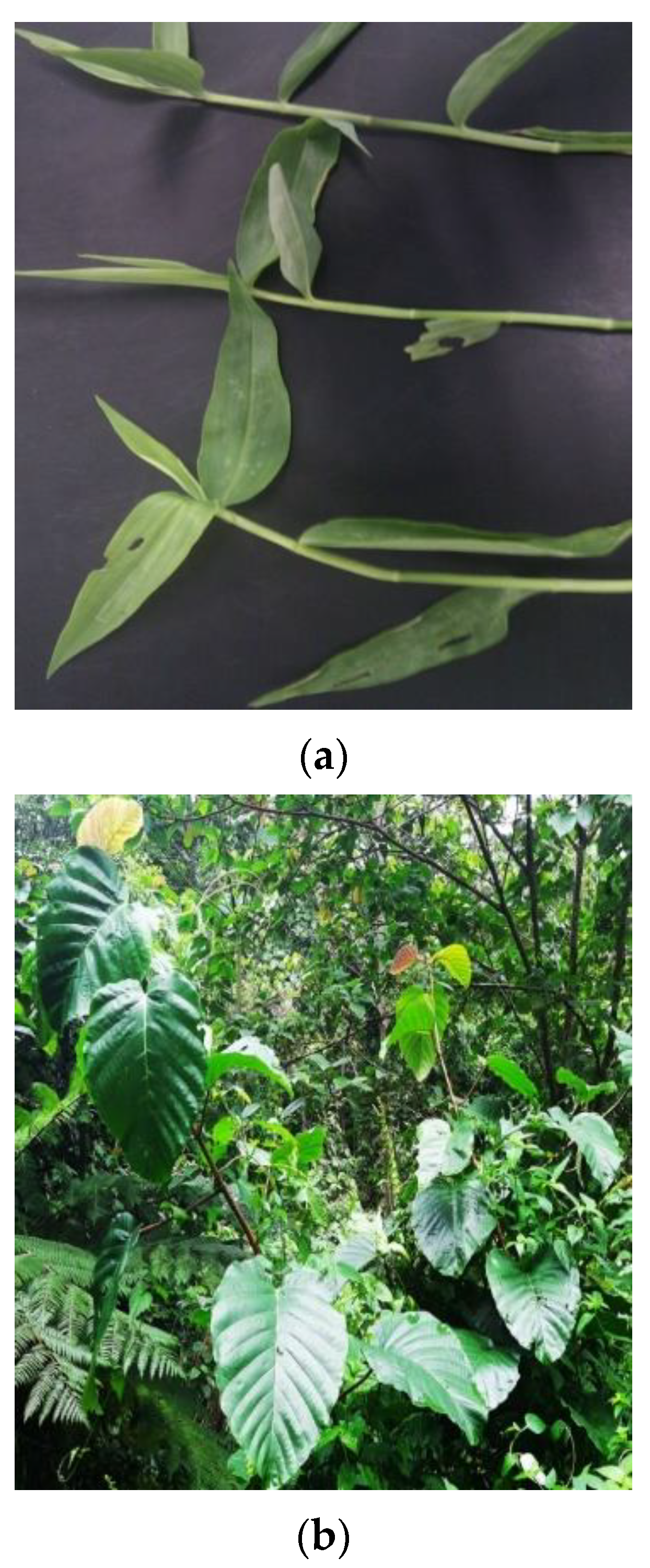 Molecules 27 01533 g002a