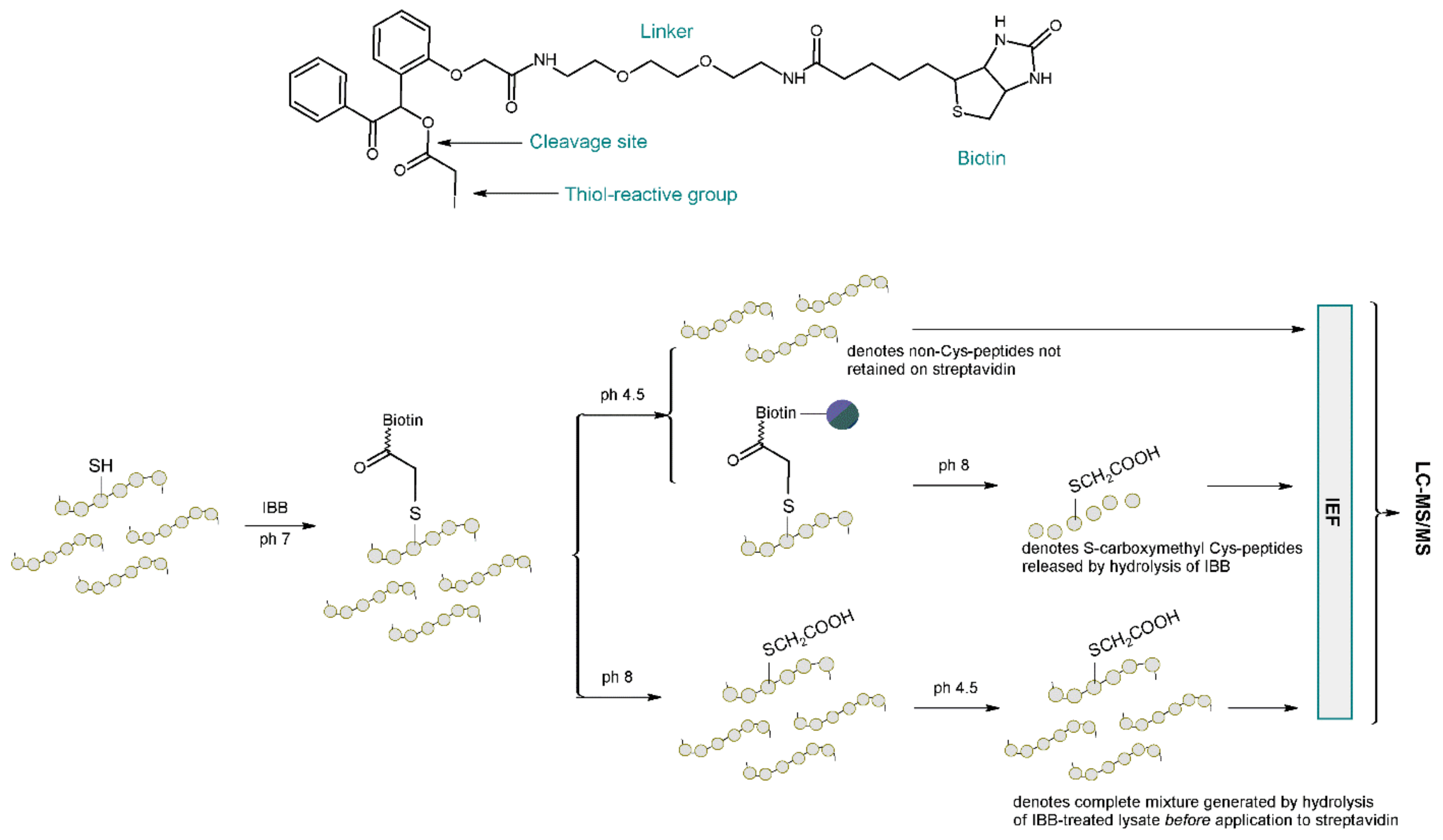 Molecules 27 01601 g018