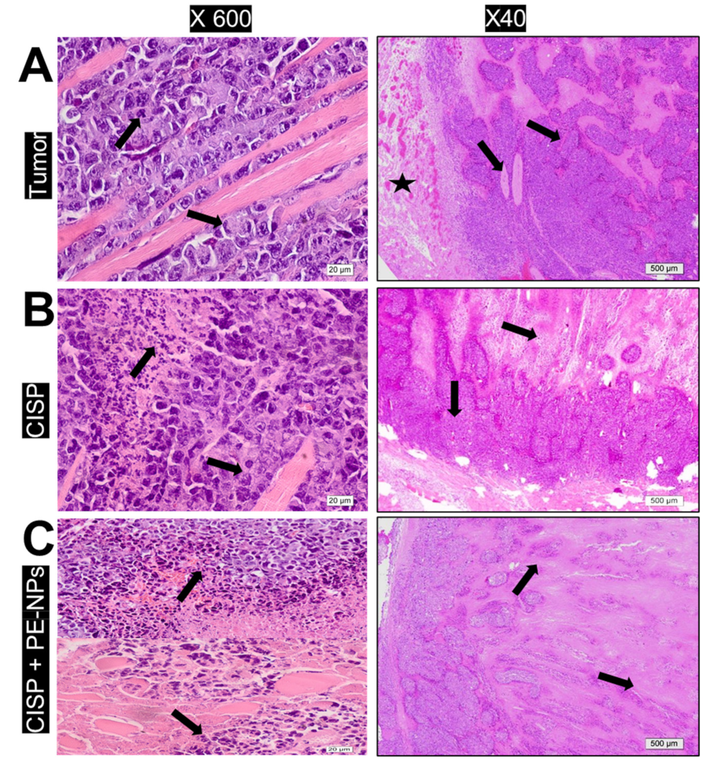 Molecules 27 01605 g007 Molecules 27 01605 g007
