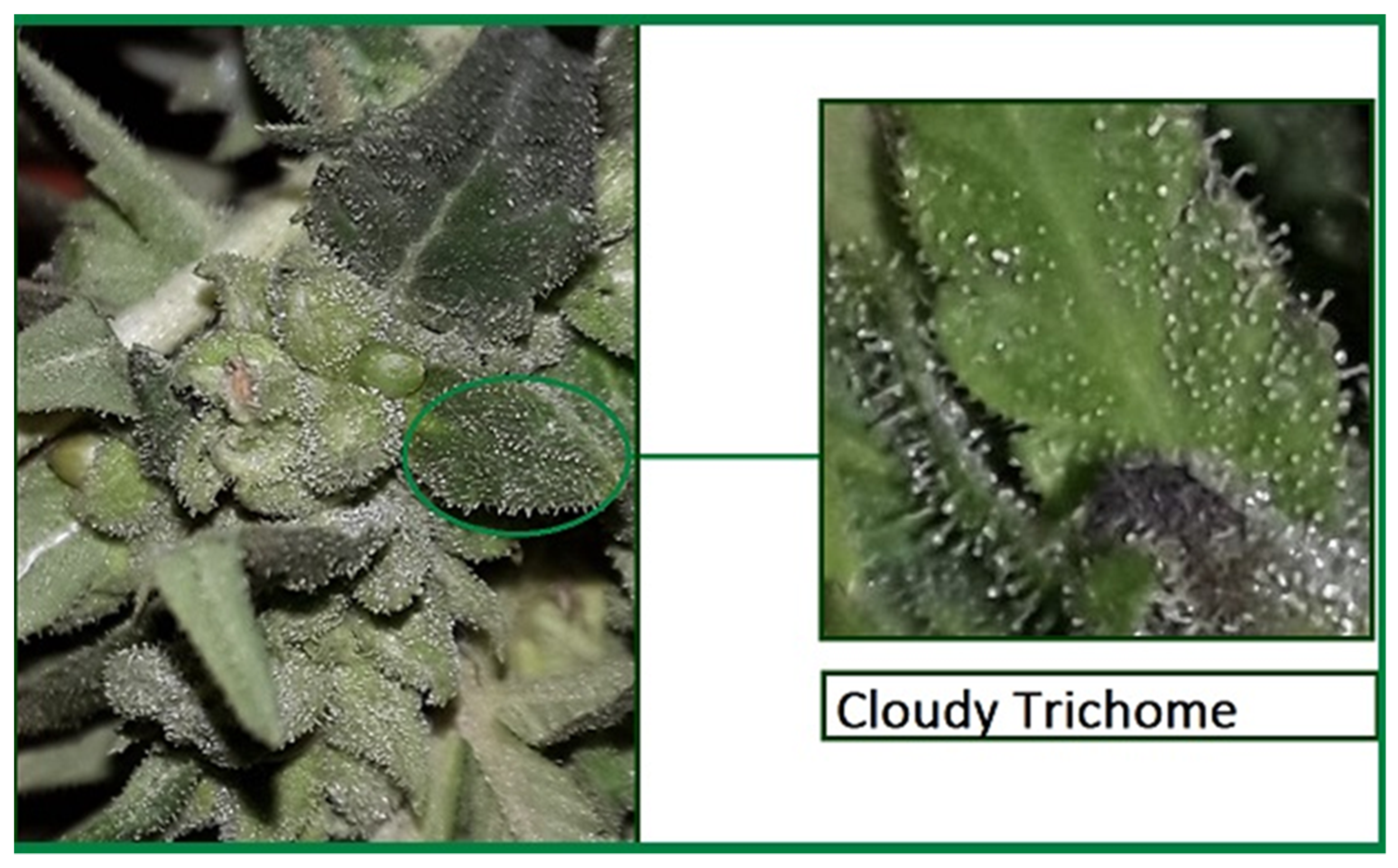 Molecules 27 01719 g002