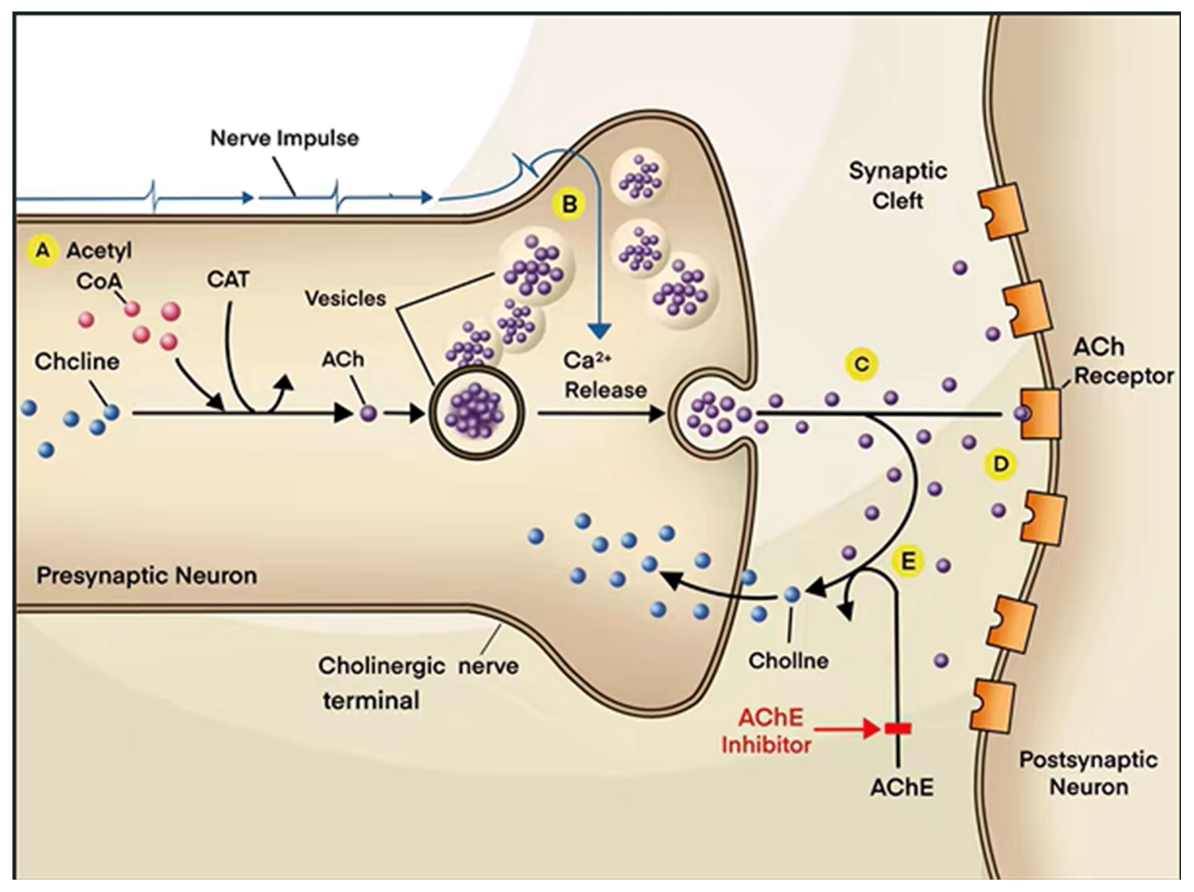 Role of Cholinergic Signaling in Alzheimer’s Disease | MDPI