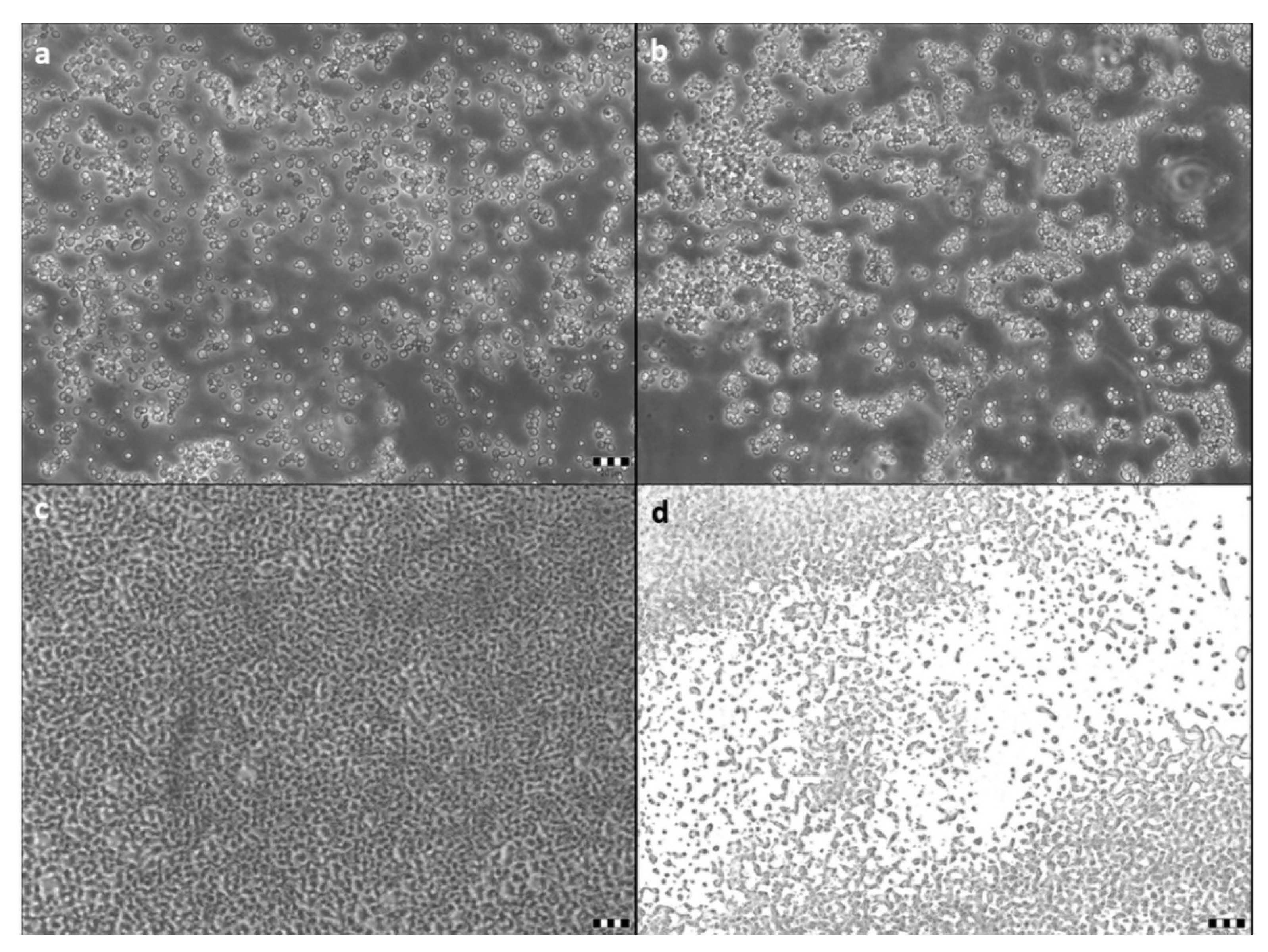 Molecules 27 01855 g004