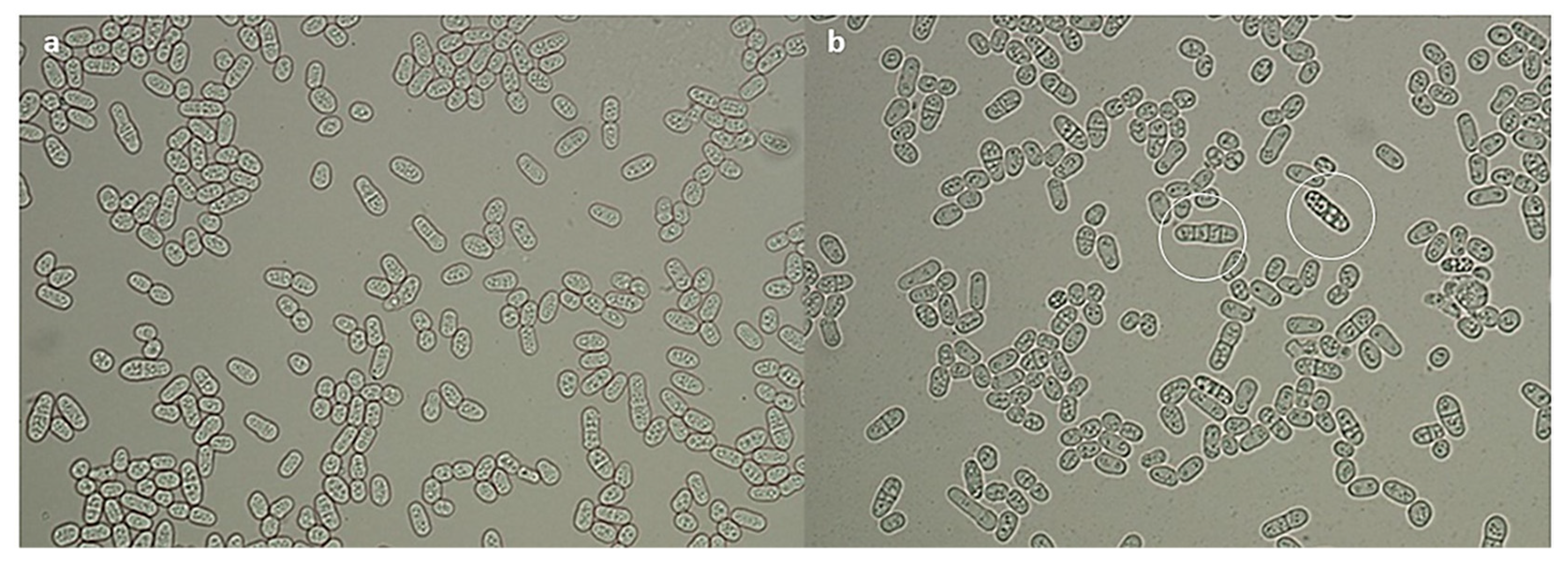 Molecules 27 01855 g007