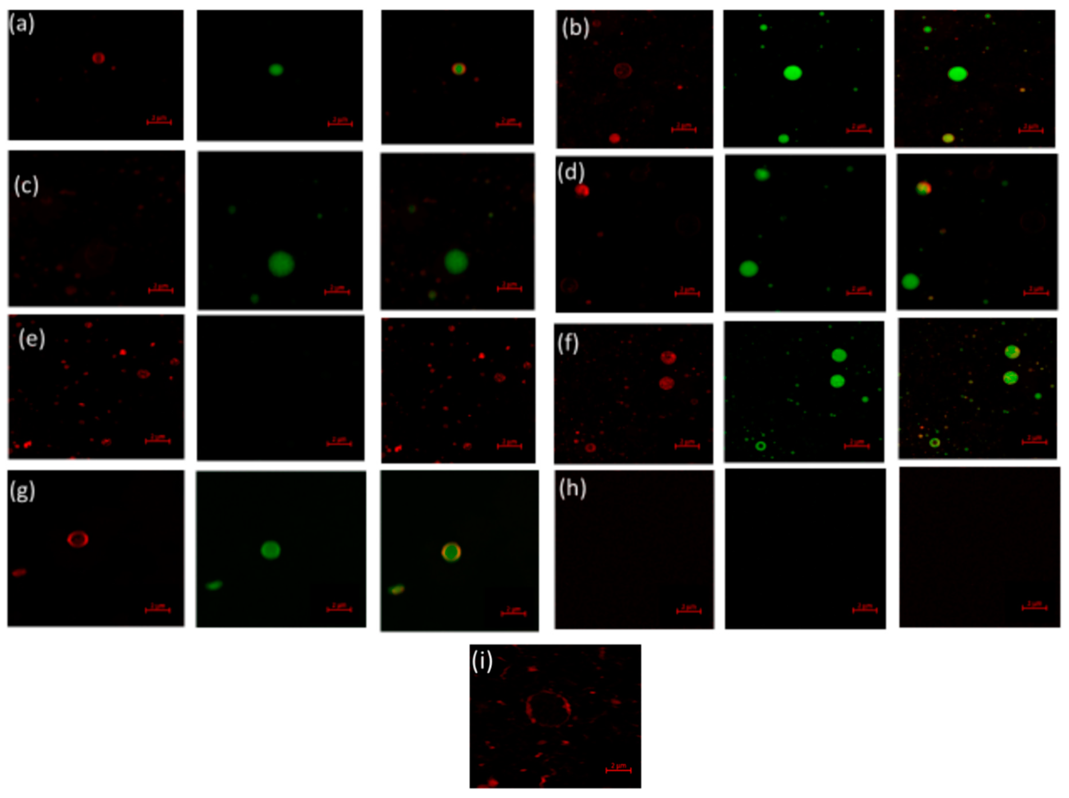 Molecules 27 01941 g004