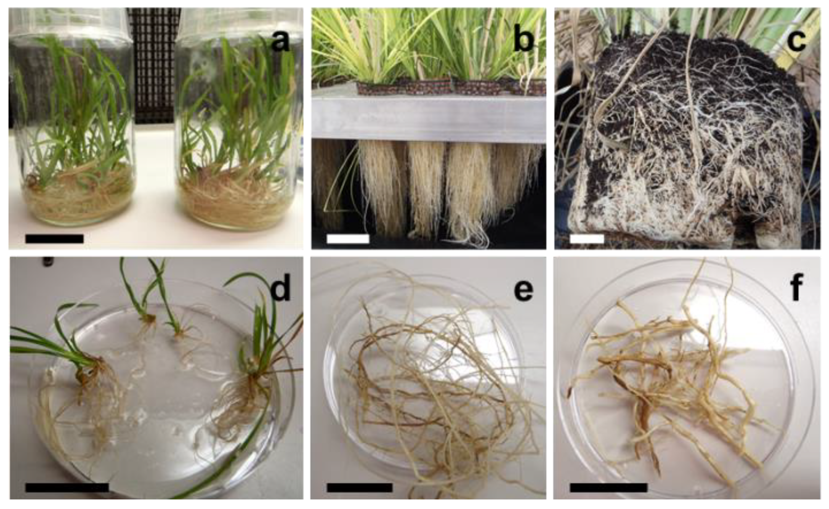 Molecules 27 01942 g001