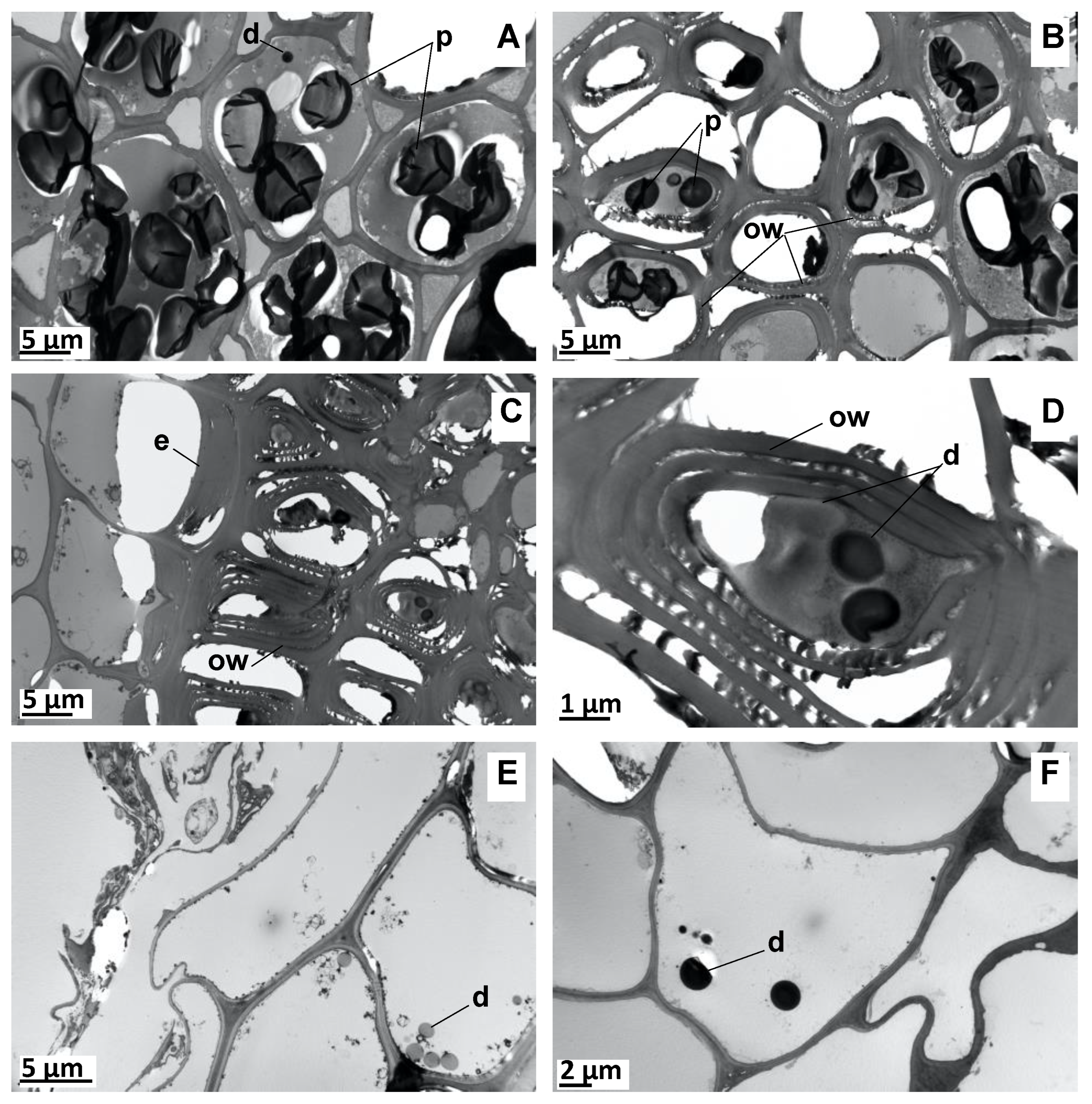 Molecules 27 01942 g004