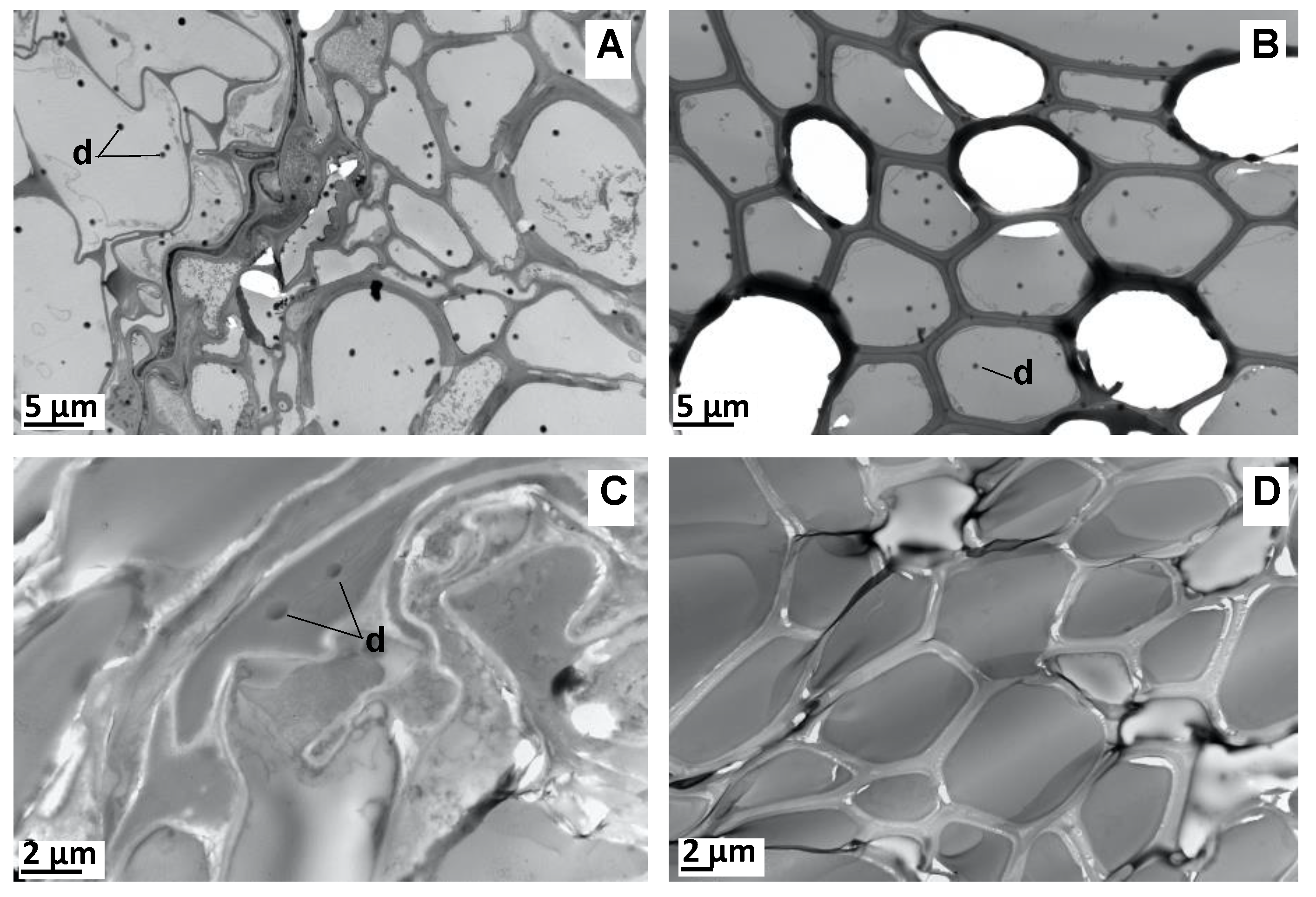 Molecules 27 01942 g005