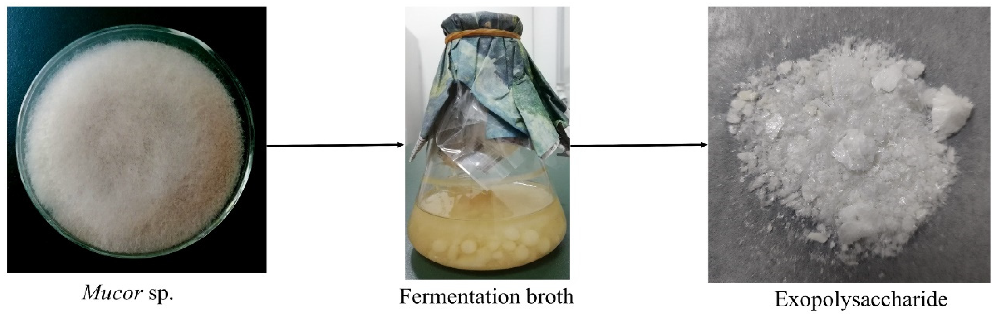Molecules 27 02071 g001