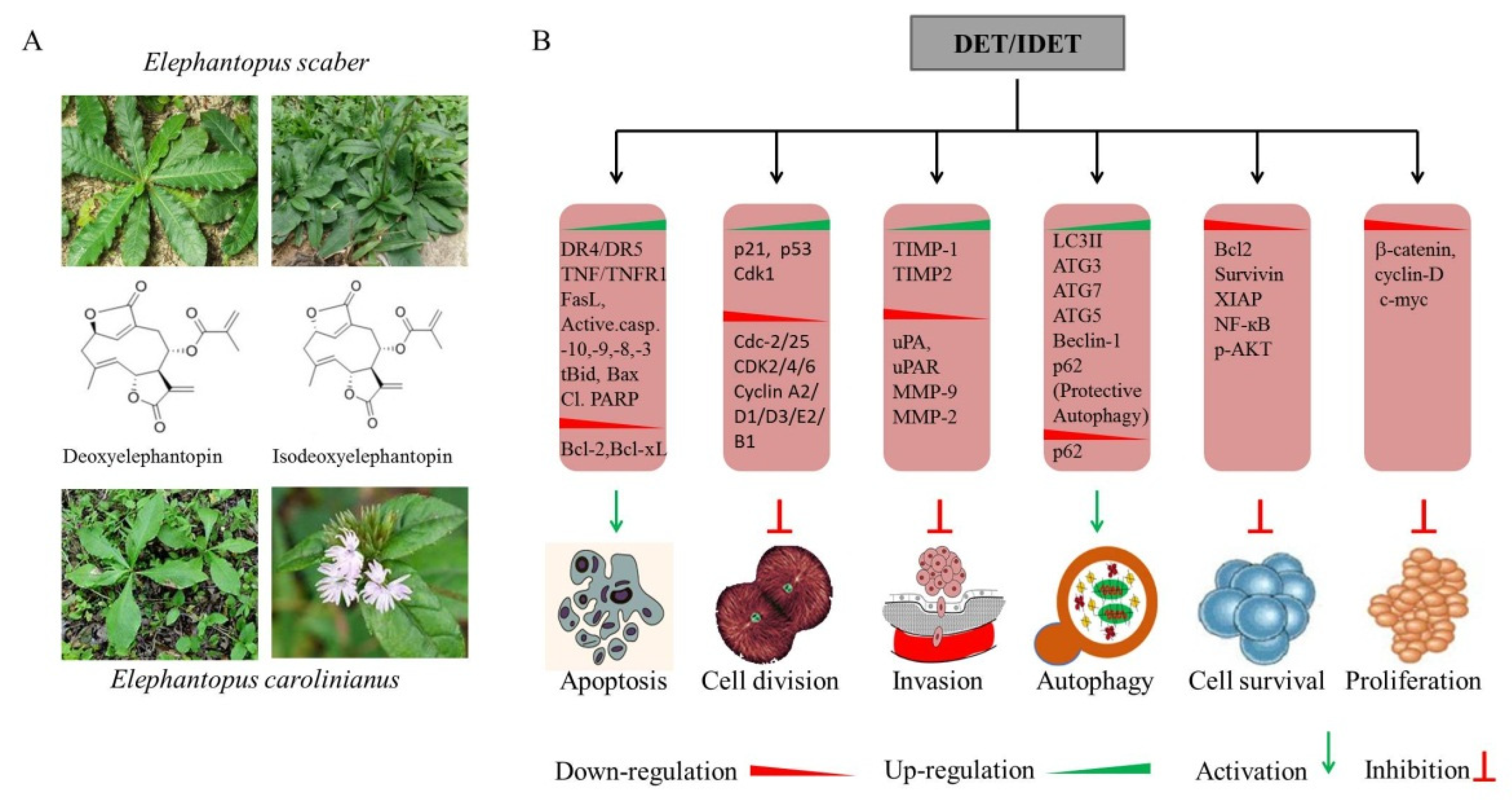 Molecules 27 02086 g001