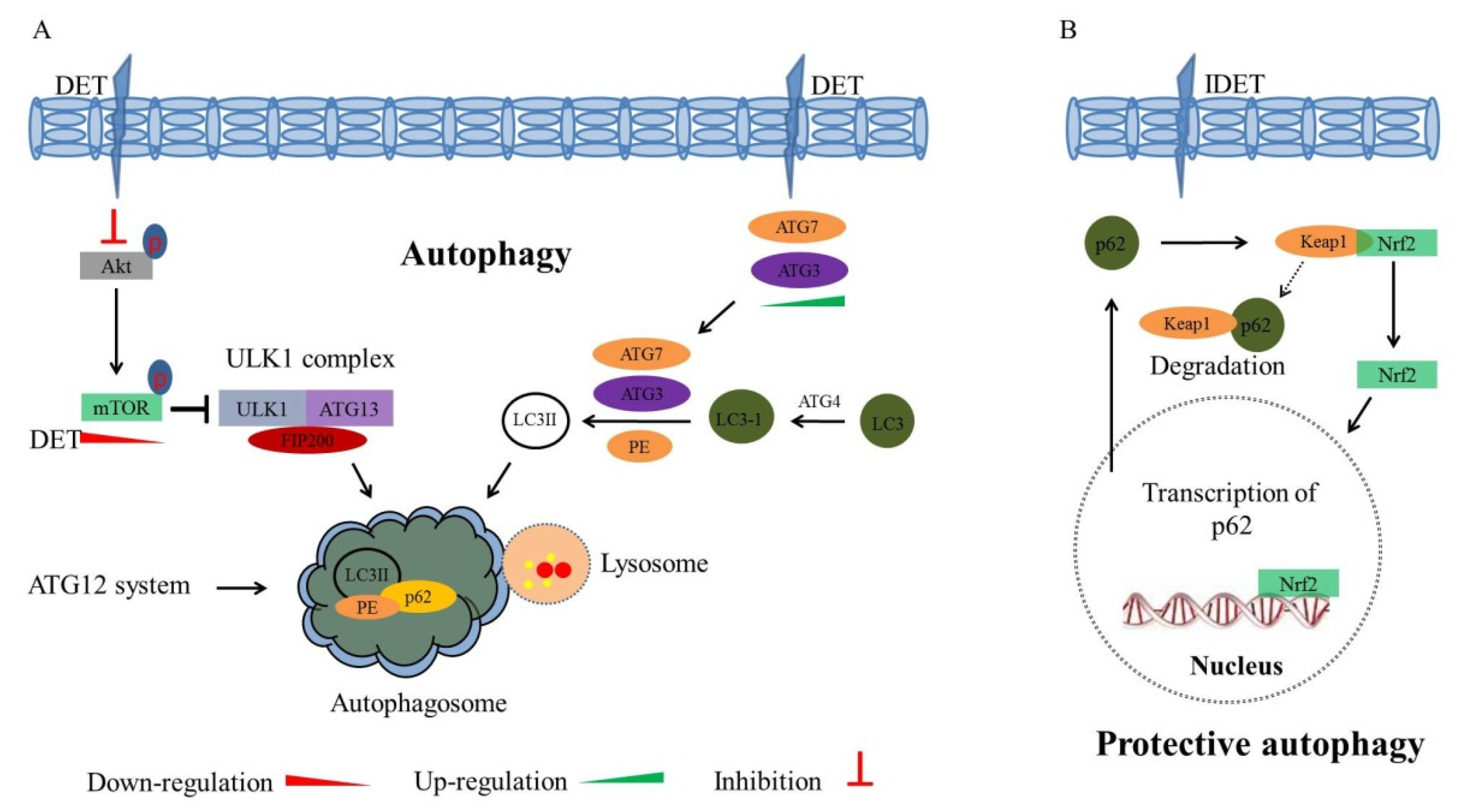 Molecules 27 02086 g006