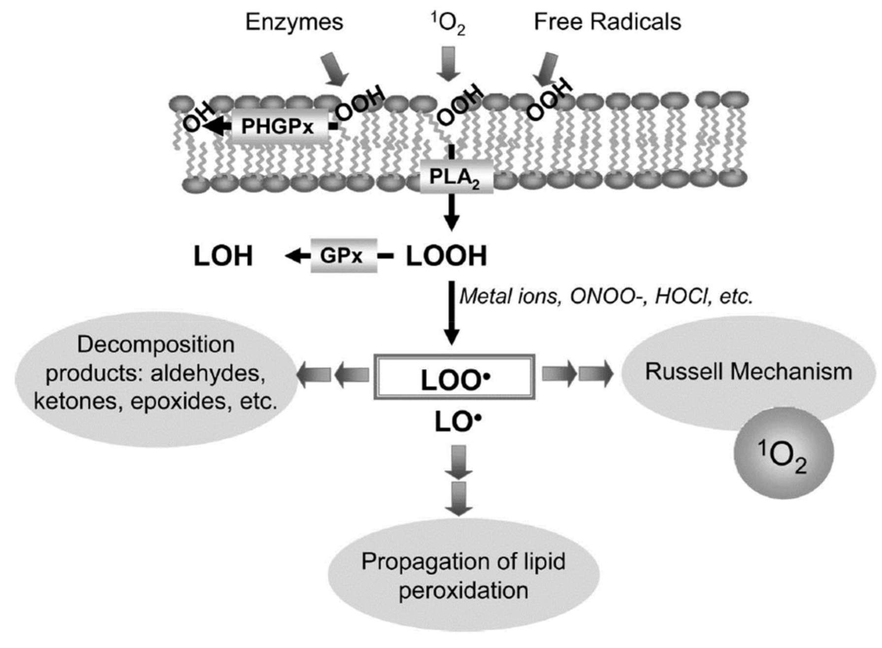 Molecules 27 02139 g004
