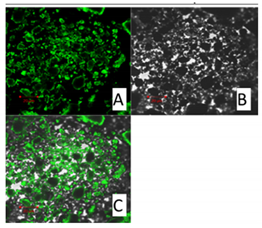 Molecules 27 02202 i010