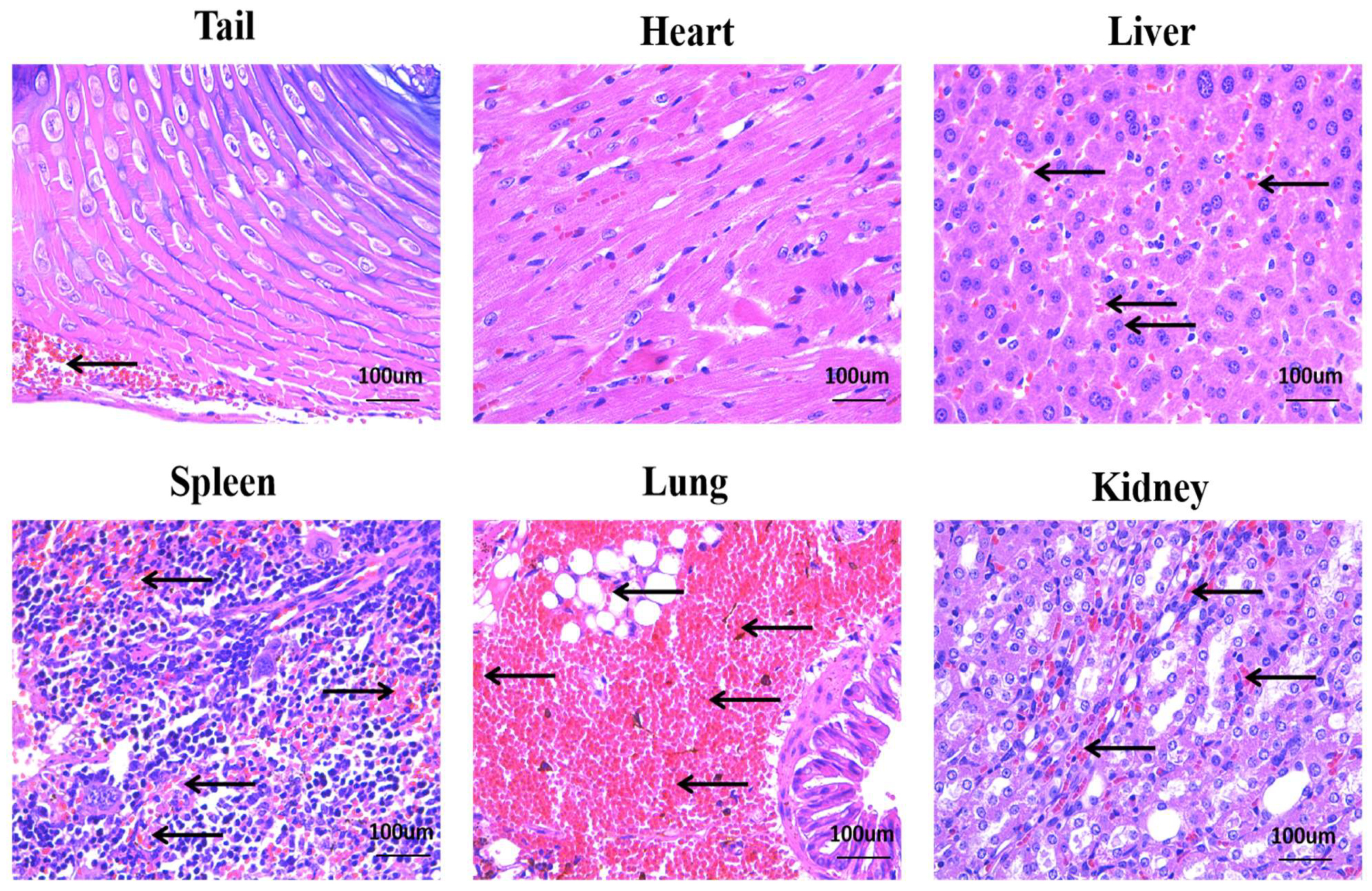 Molecules 27 02229 g007