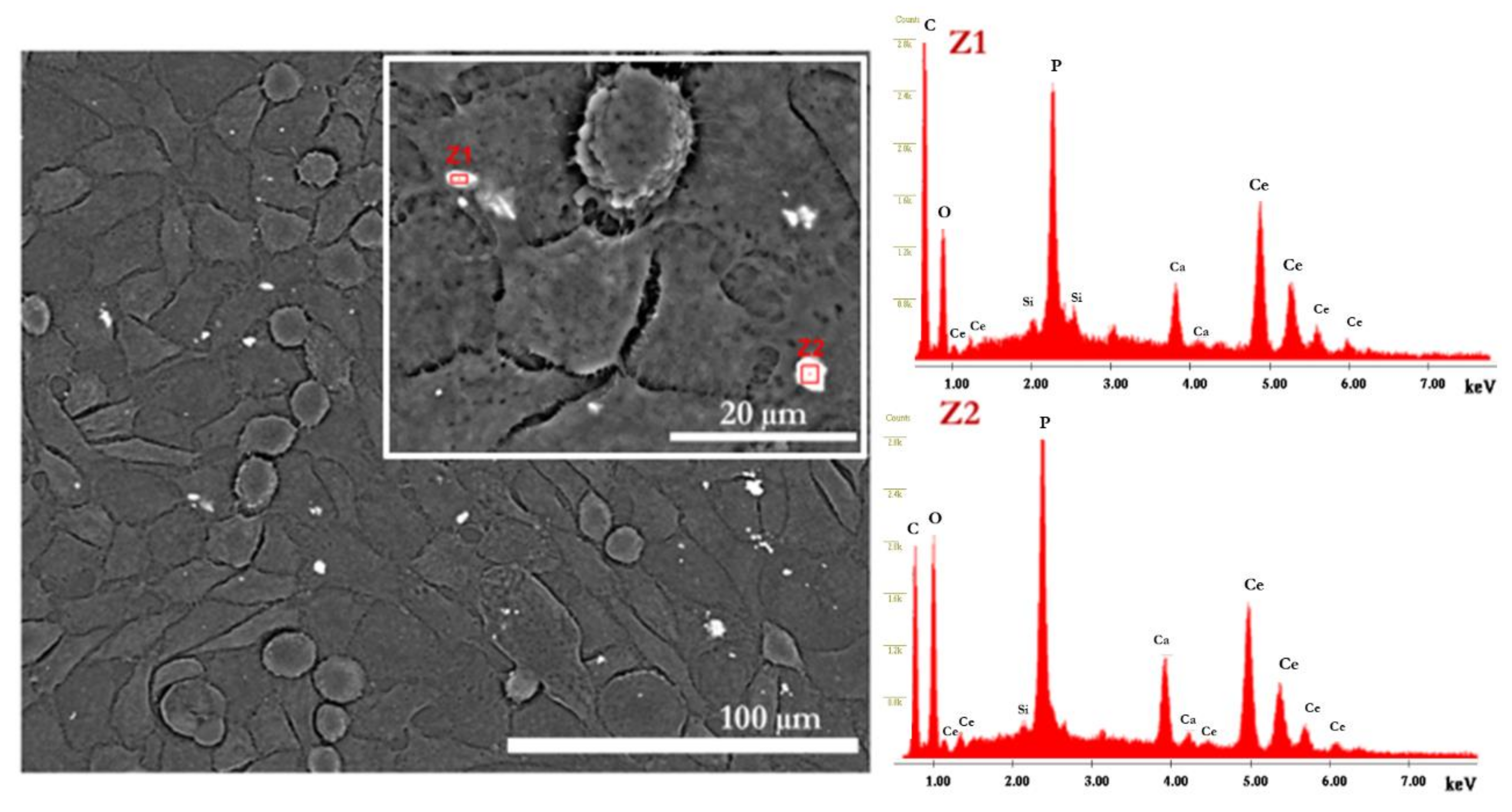 Molecules 27 02249 g007