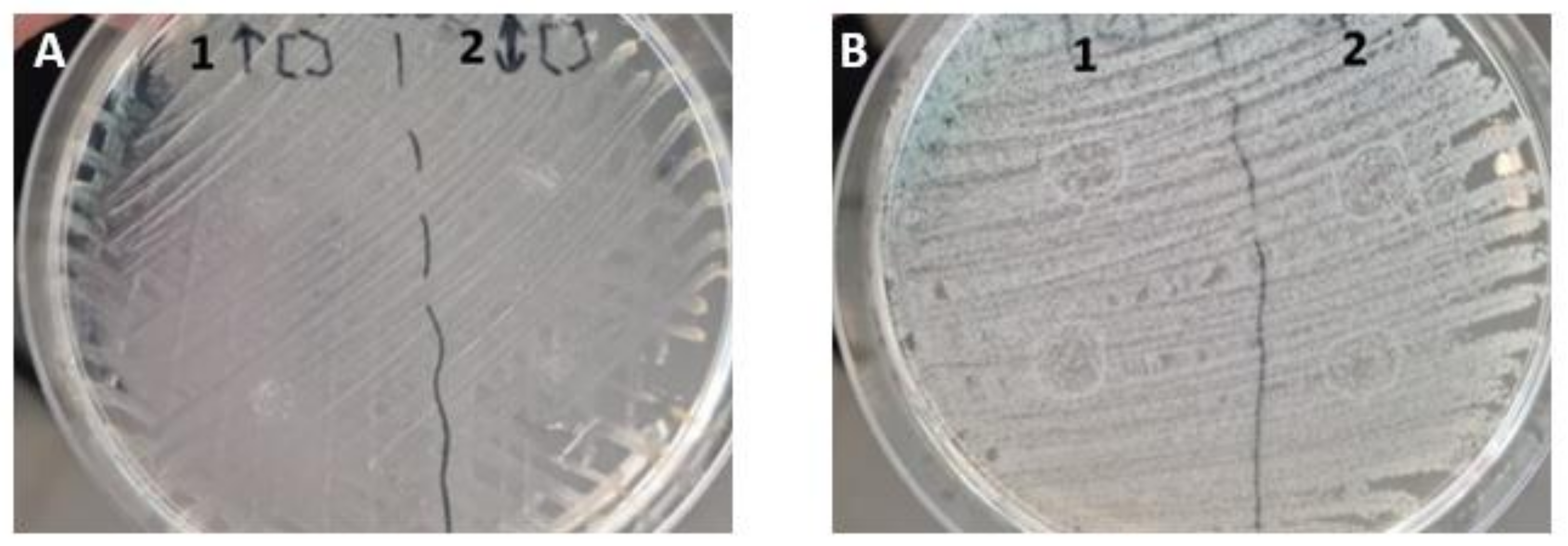 Molecules 27 02249 g009