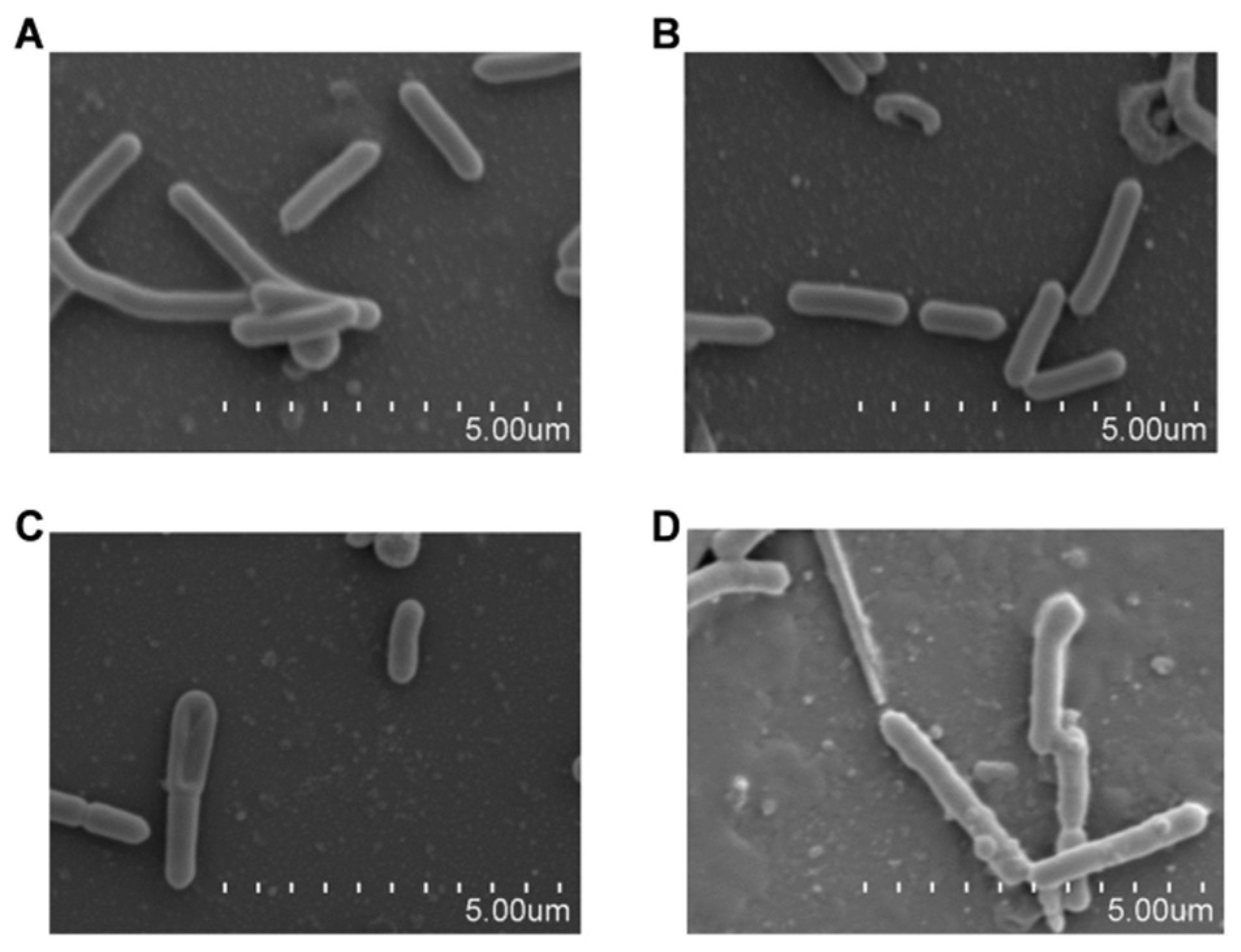 Molecules 27 02318 g009 Molecules 27 02318 g009