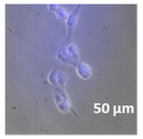 Molecules 27 02325 i014