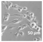 Molecules 27 02325 i016