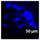 Molecules 27 02325 i017