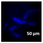 Molecules 27 02325 i021