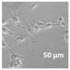 Molecules 27 02325 i024