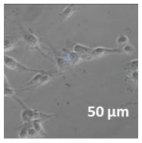 Molecules 27 02325 i026