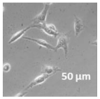 Molecules 27 02325 i028