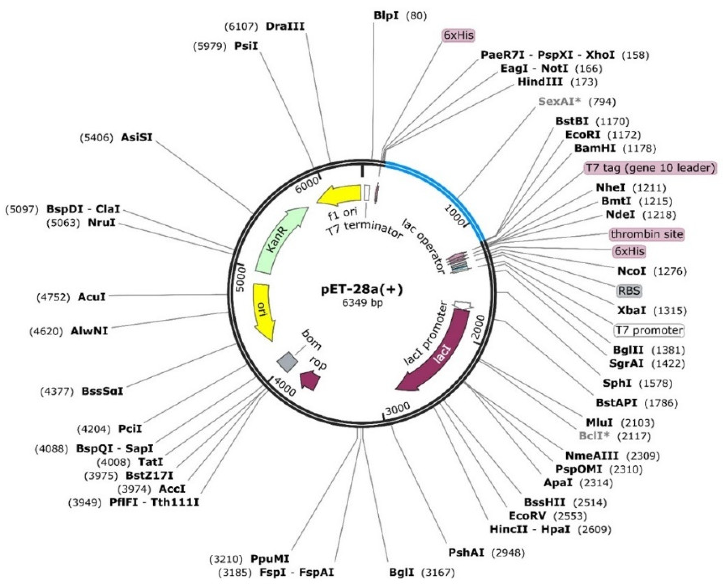 Molecules 27 02375 g004
