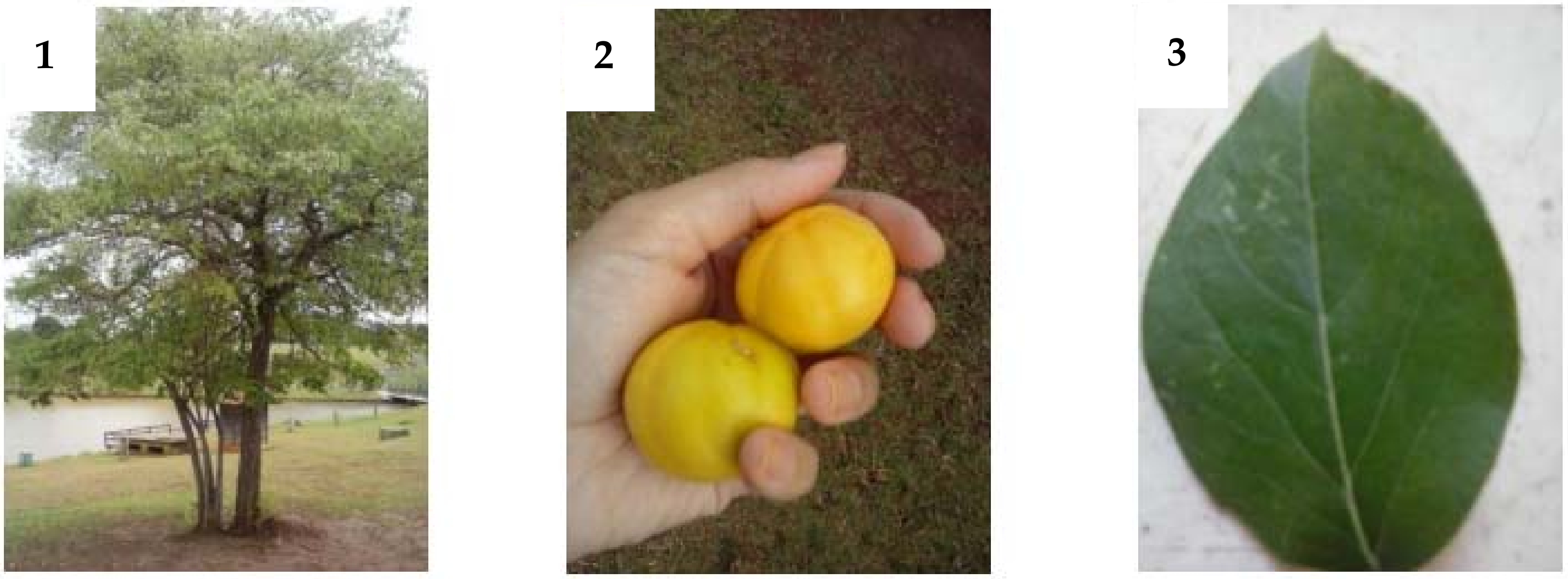 Molecules 27 02477 g001