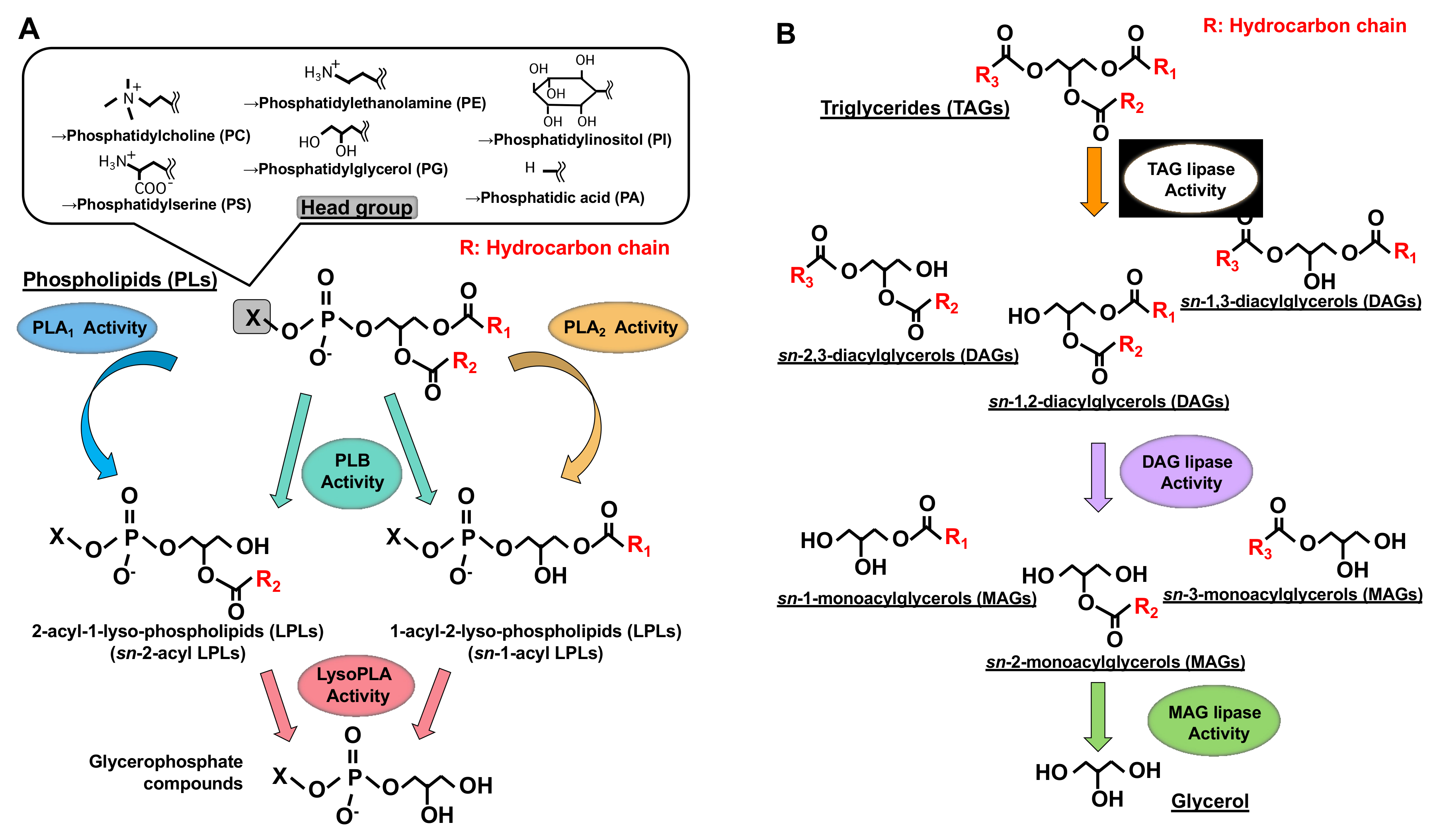 Molecules 27 02487 g001