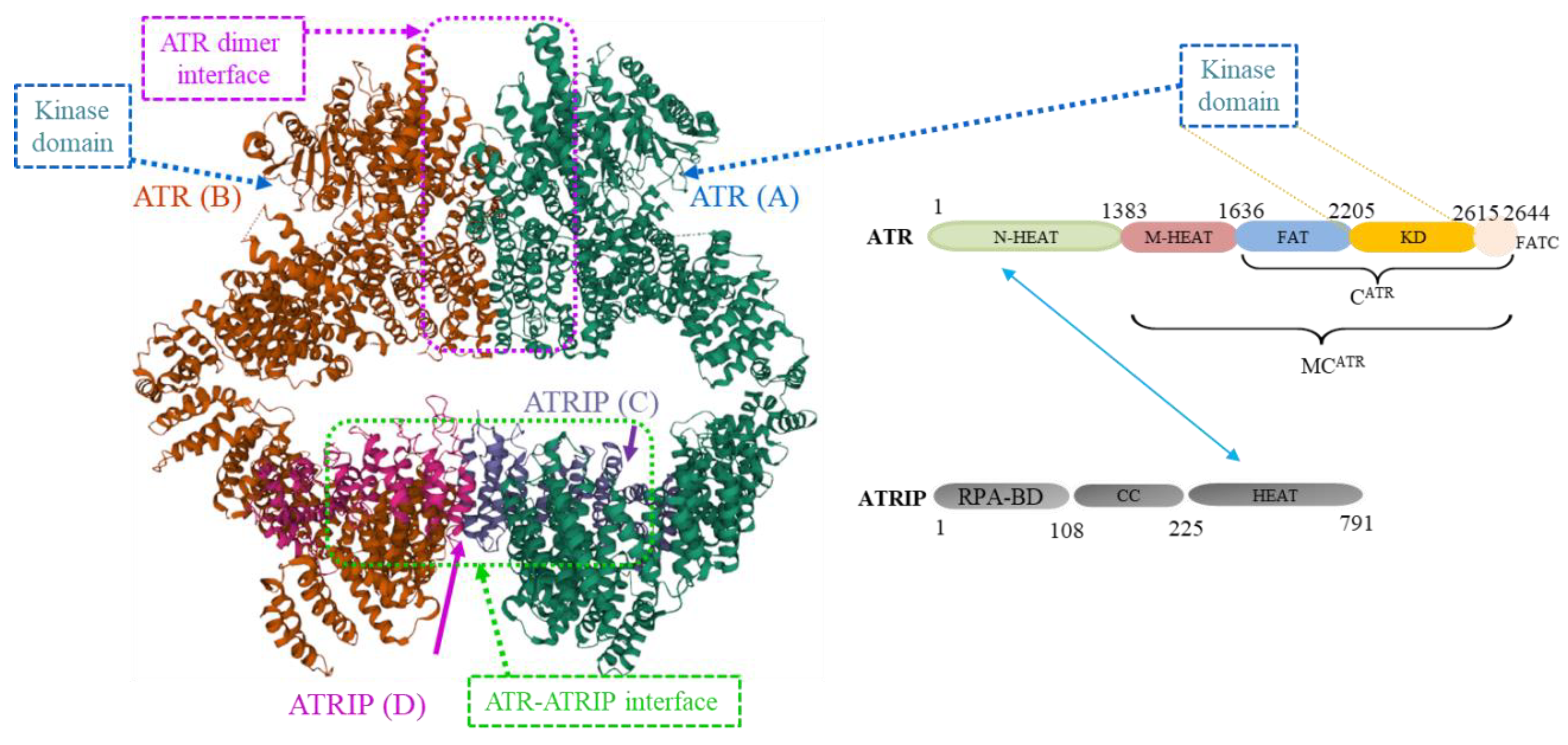 Molecules 27 02491 g002