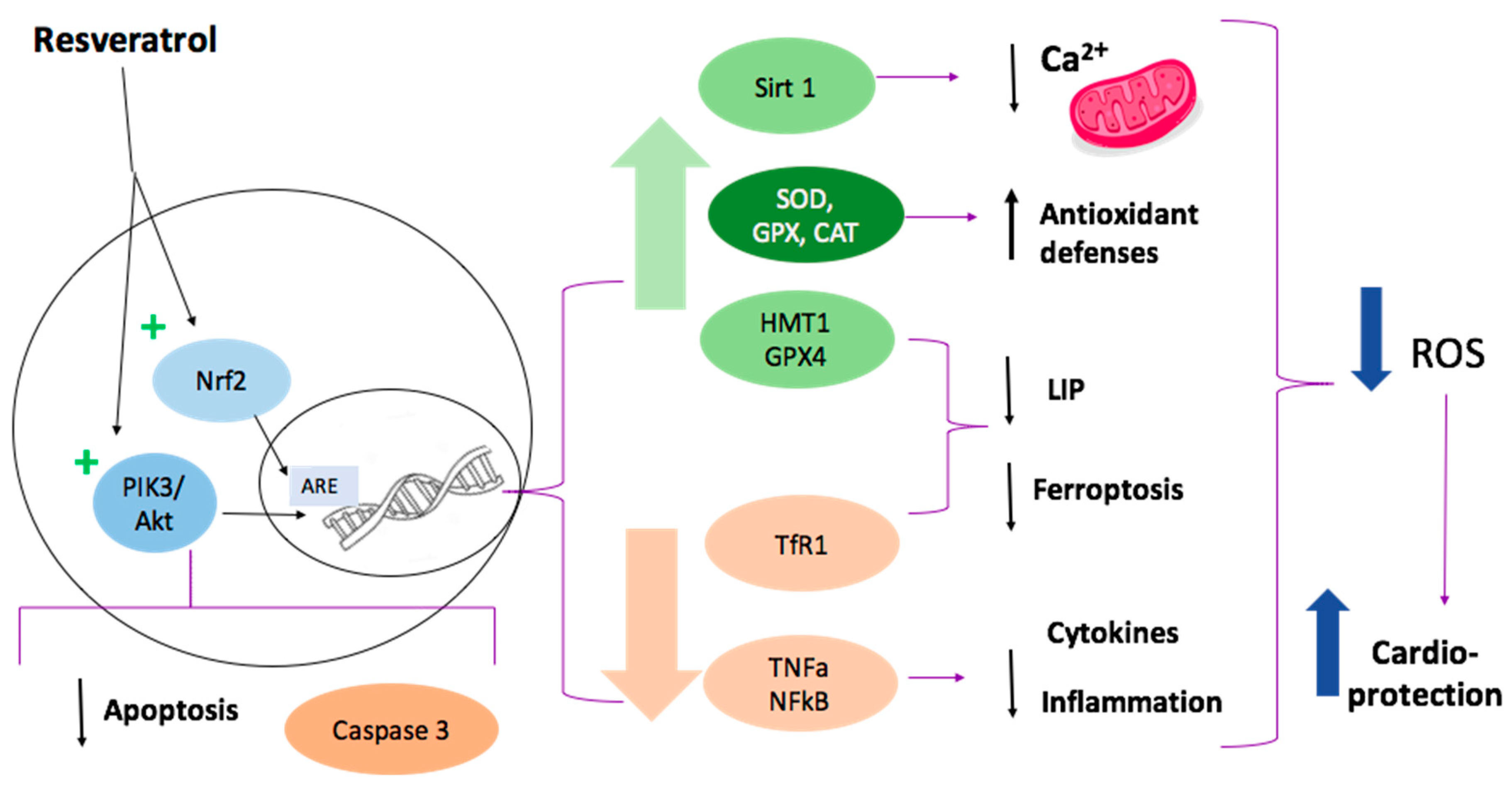 Molecules 27 02564 g004