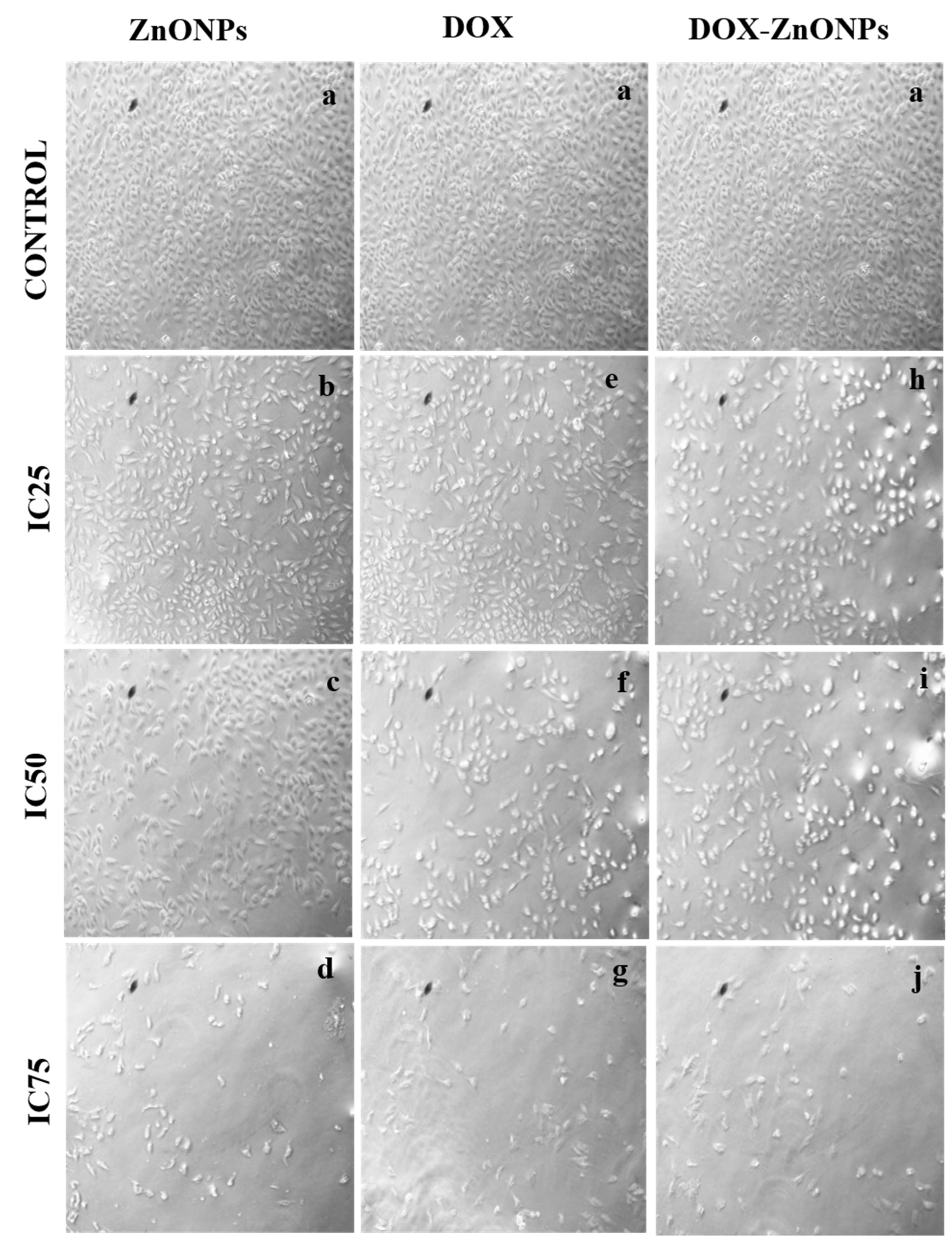 Molecules 27 02590 g007