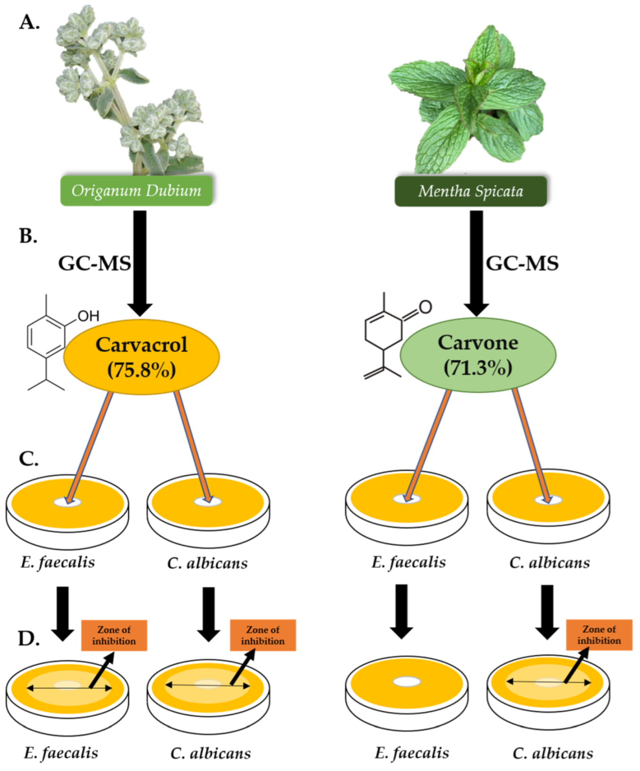 Molecules 27 02635 g004