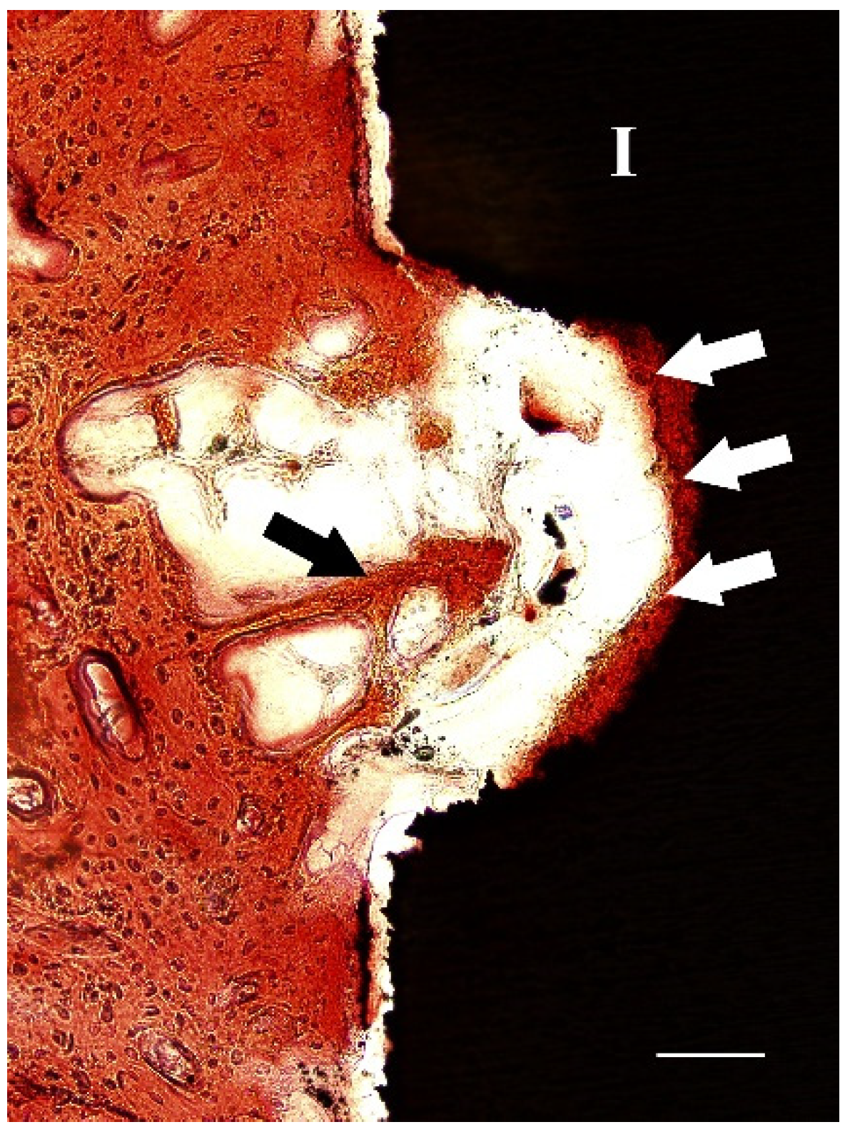 Molecules 27 02653 g006