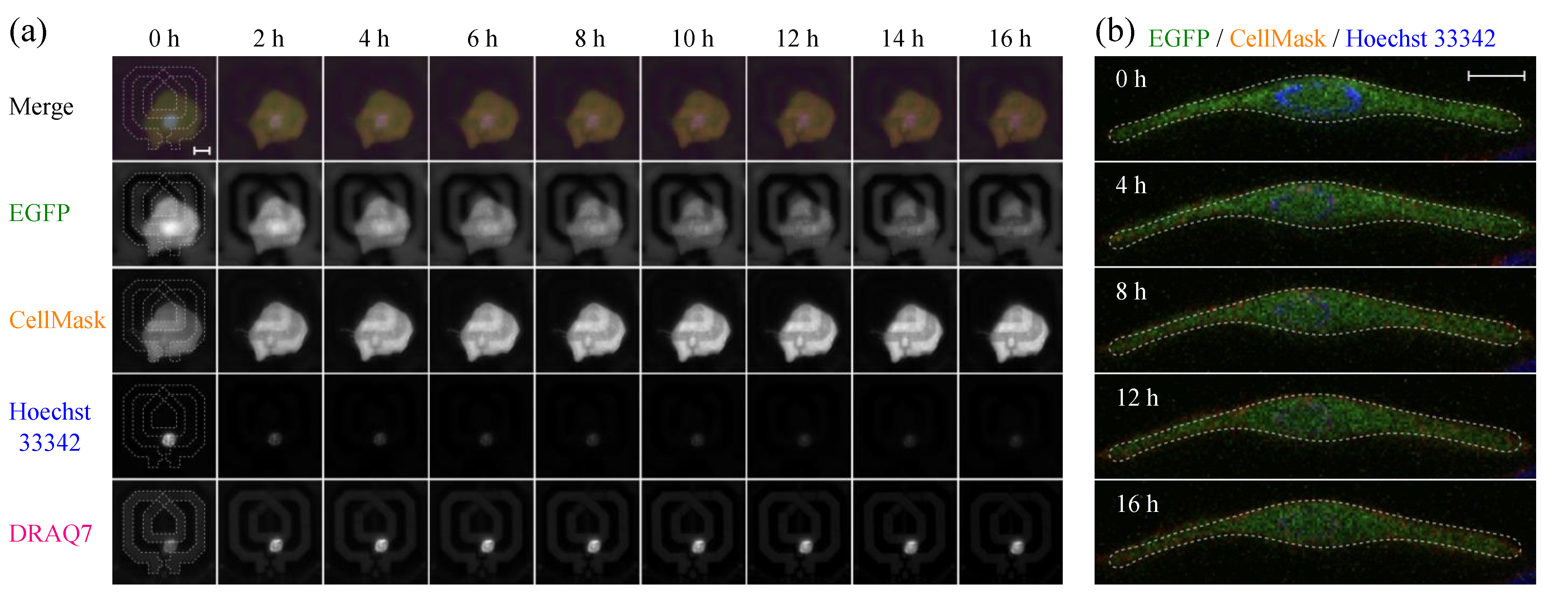 Molecules 27 02886 g004