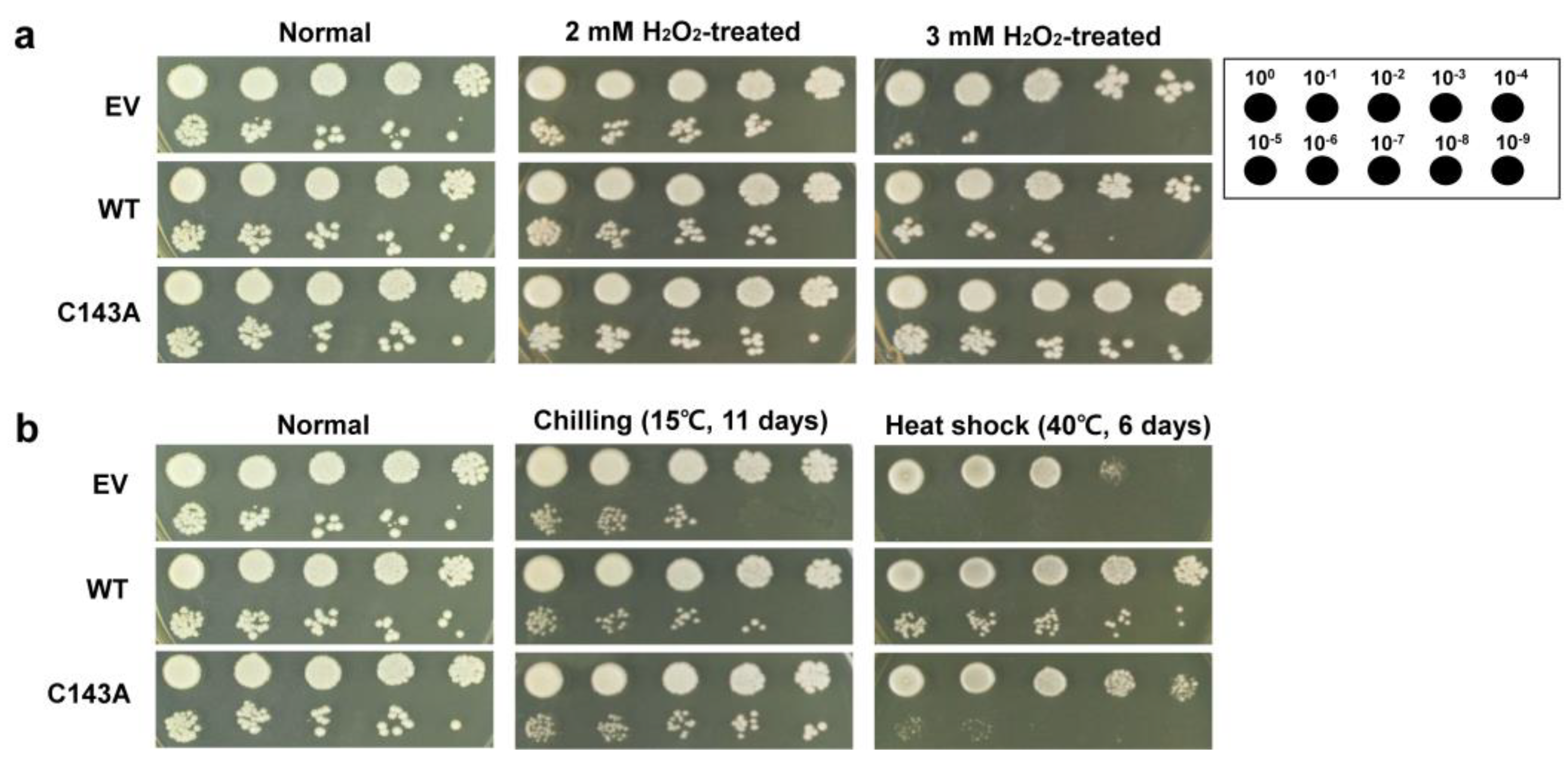 Molecules 27 02934 g004